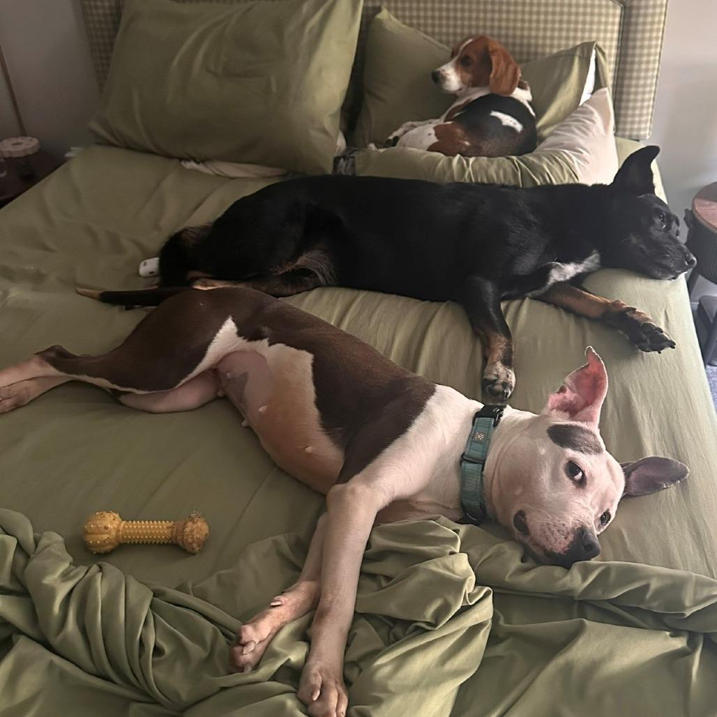 Enlarge Ellie, a Adoptable Pit Bull Terrier in Baltimore, MD image 6/6