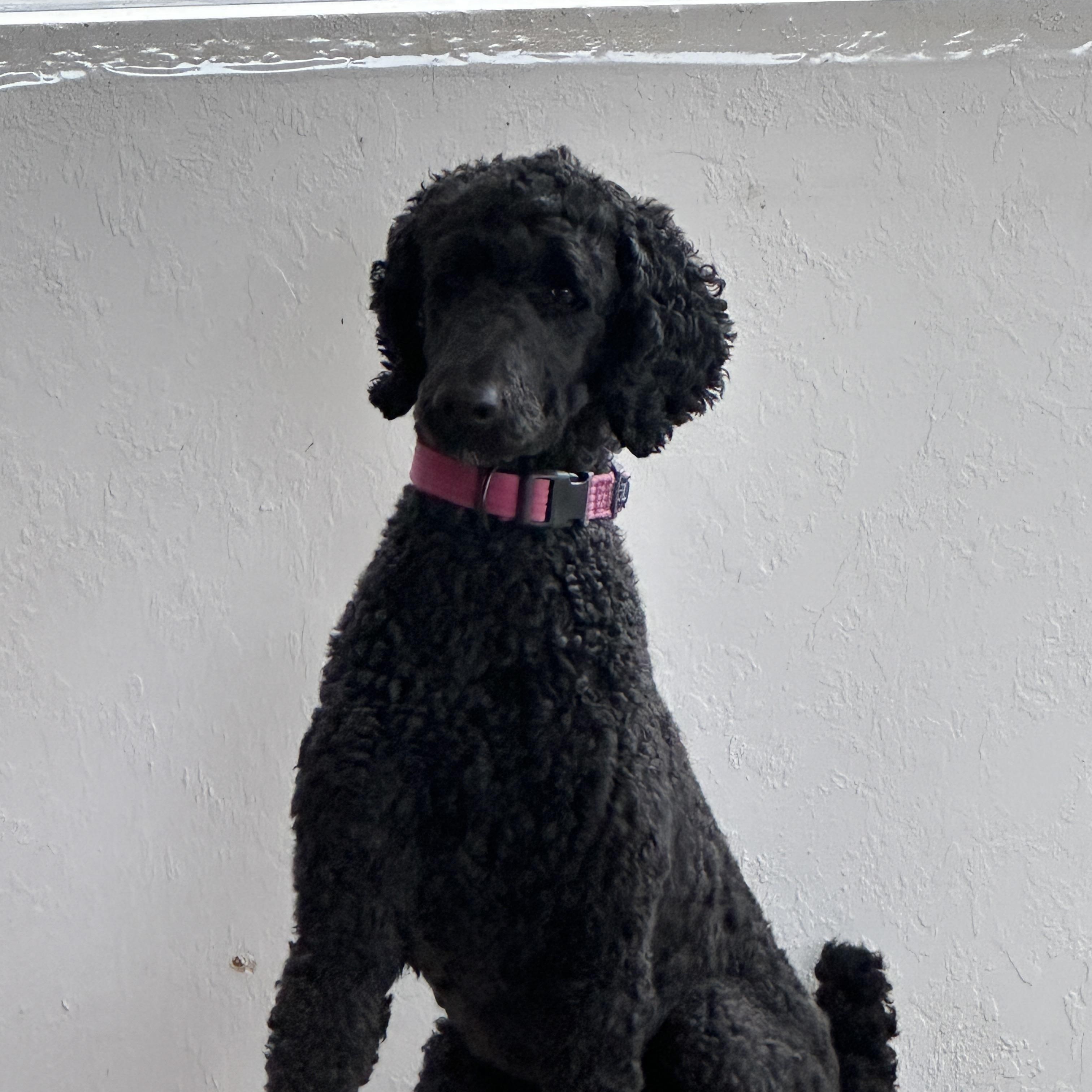 Enlarge Jude, a ADOPTABLE Standard Poodle in Sheridan, OR image 5/6