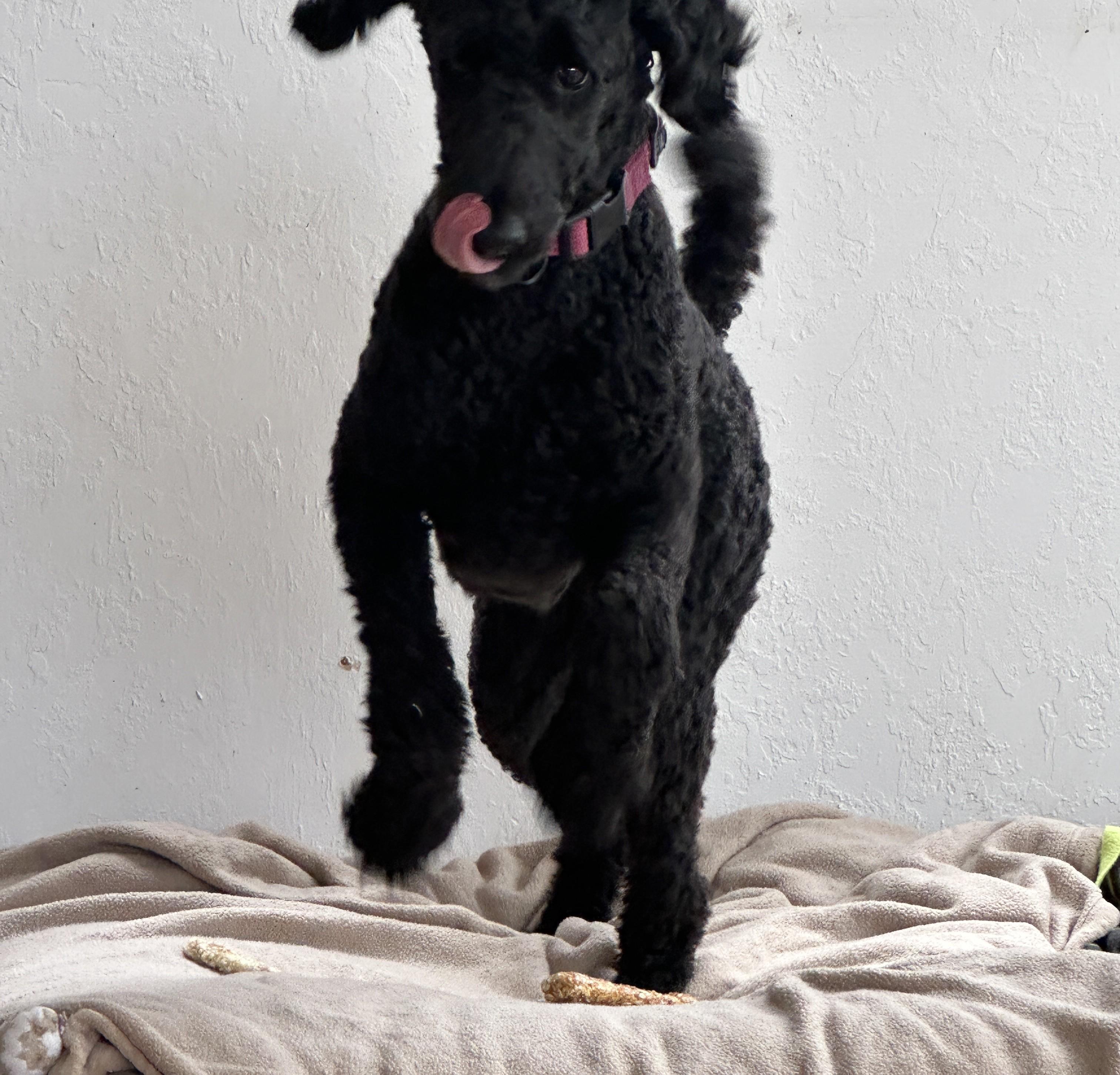 Enlarge Jude, a ADOPTABLE Standard Poodle in Sheridan, OR image 3/6