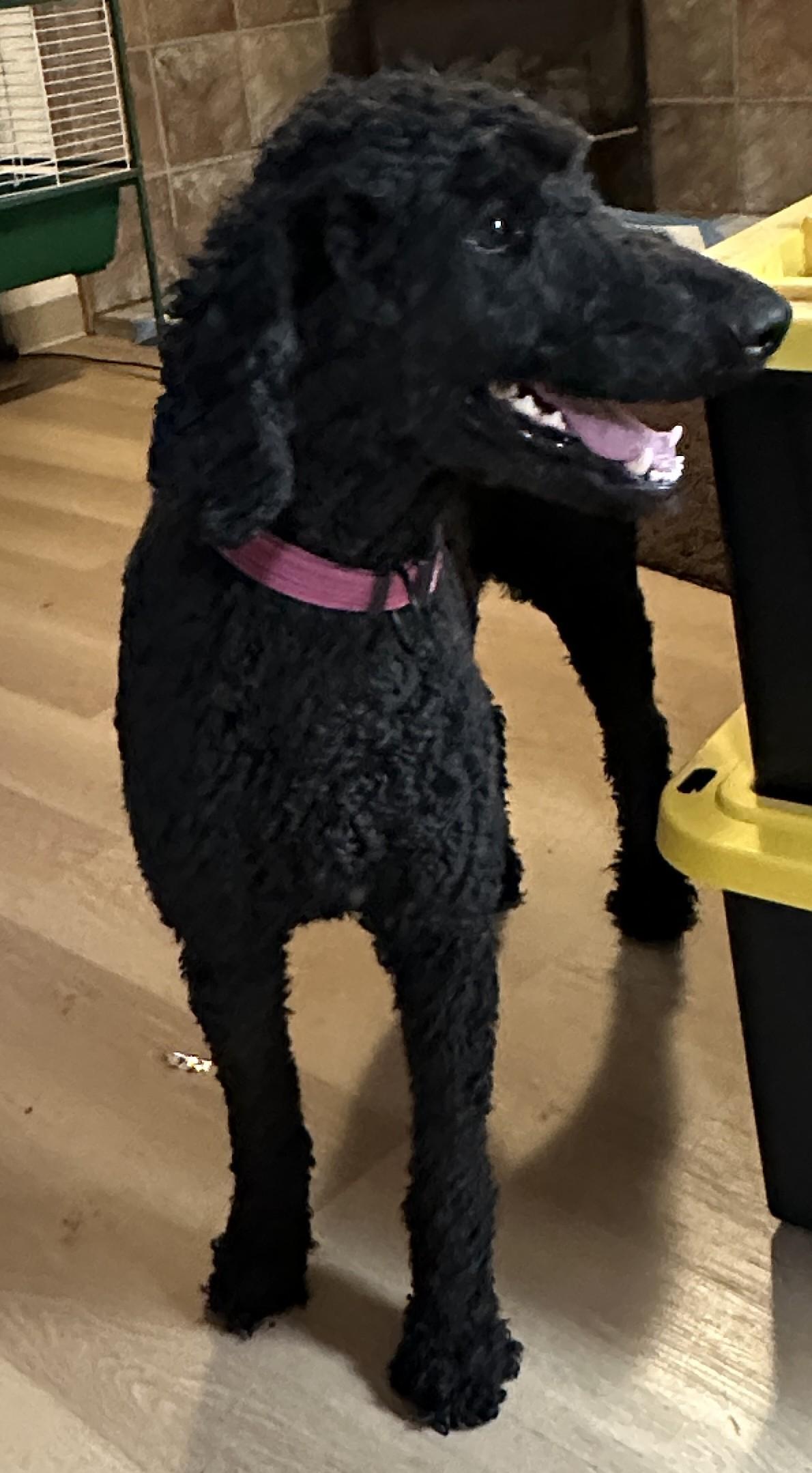 Enlarge Jude, a ADOPTABLE Standard Poodle in Sheridan, OR image 1/6