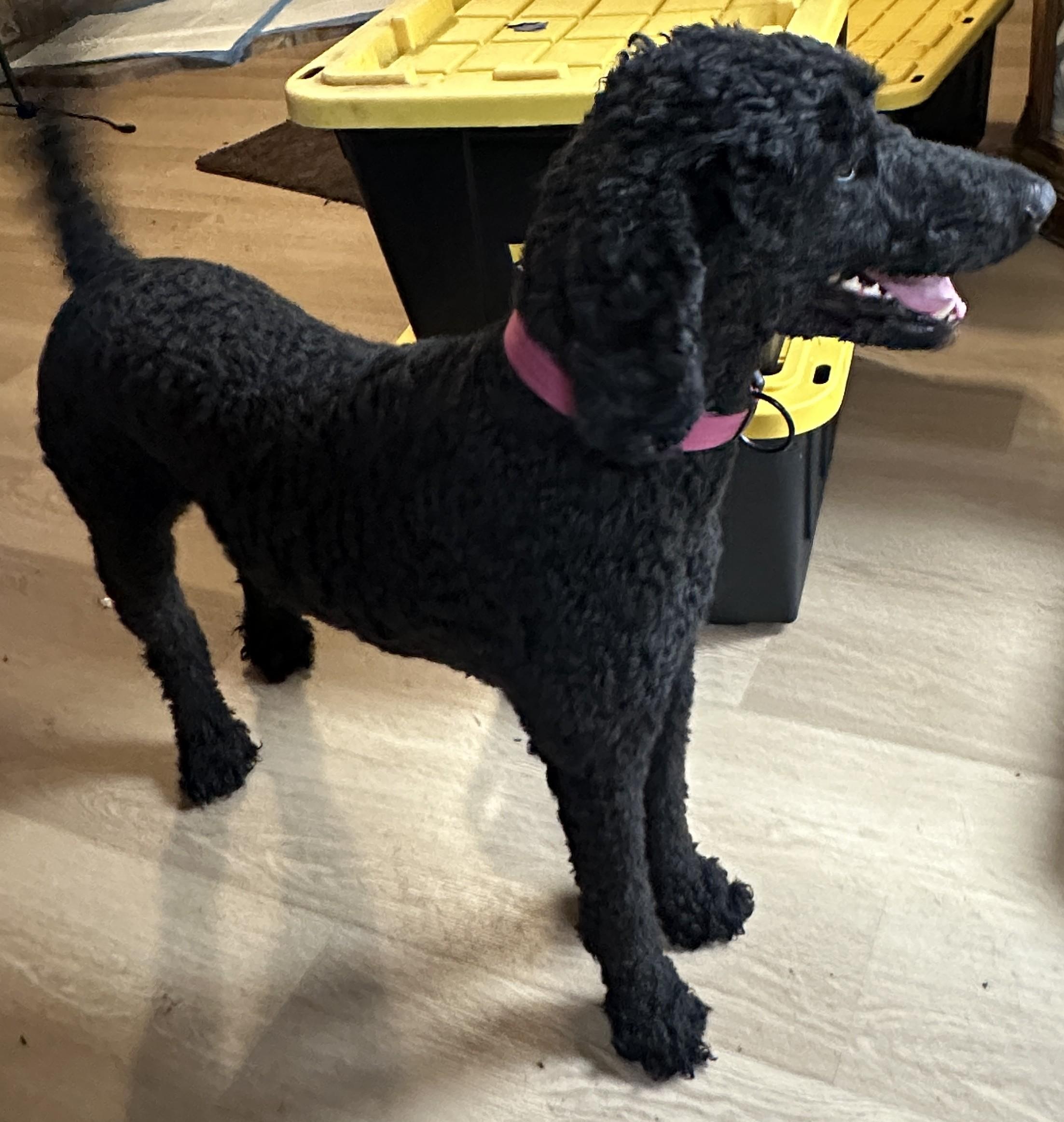 Enlarge Jude, a ADOPTABLE Standard Poodle in Sheridan, OR image 4/6