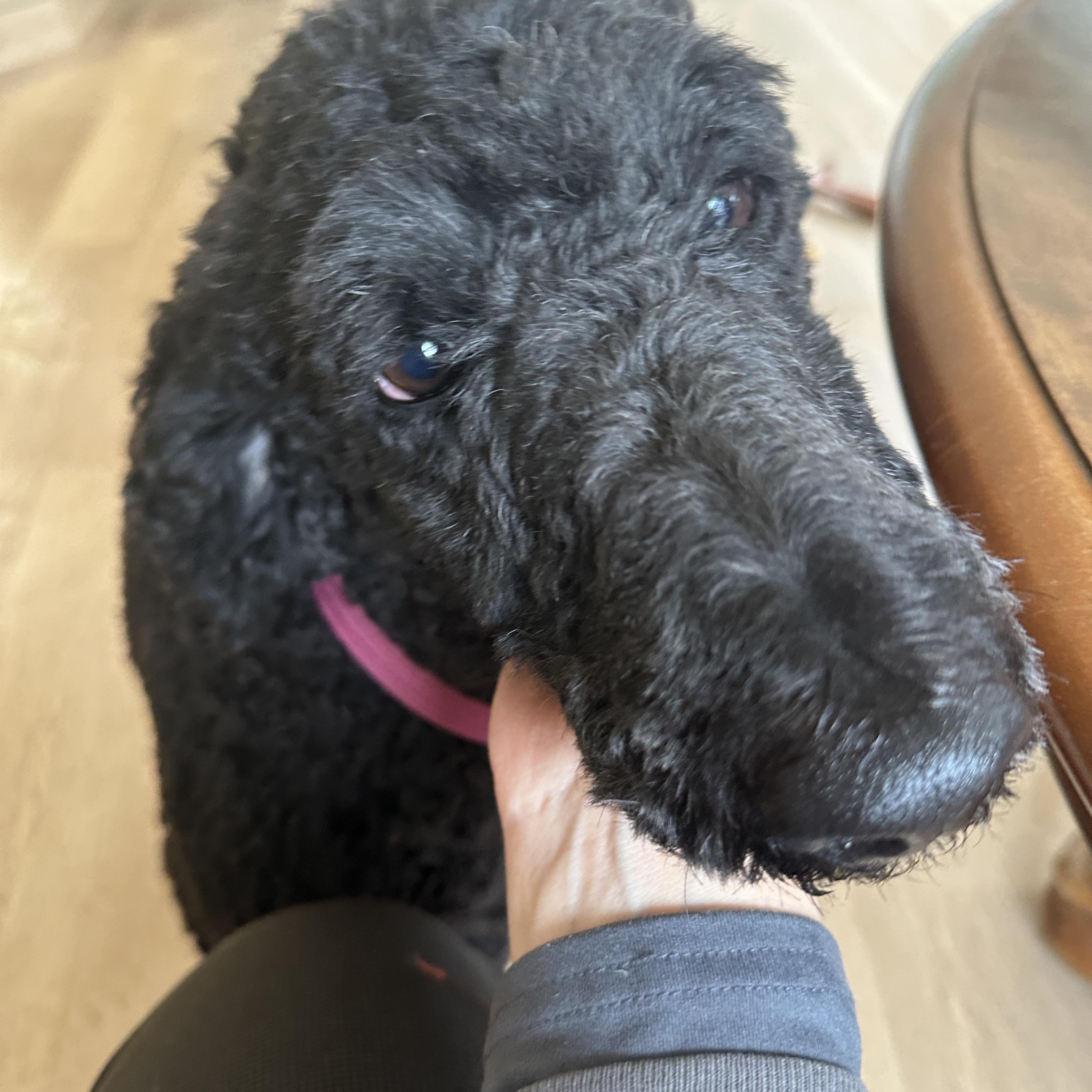 Enlarge Jude, a ADOPTABLE Standard Poodle in Sheridan, OR image 6/6
