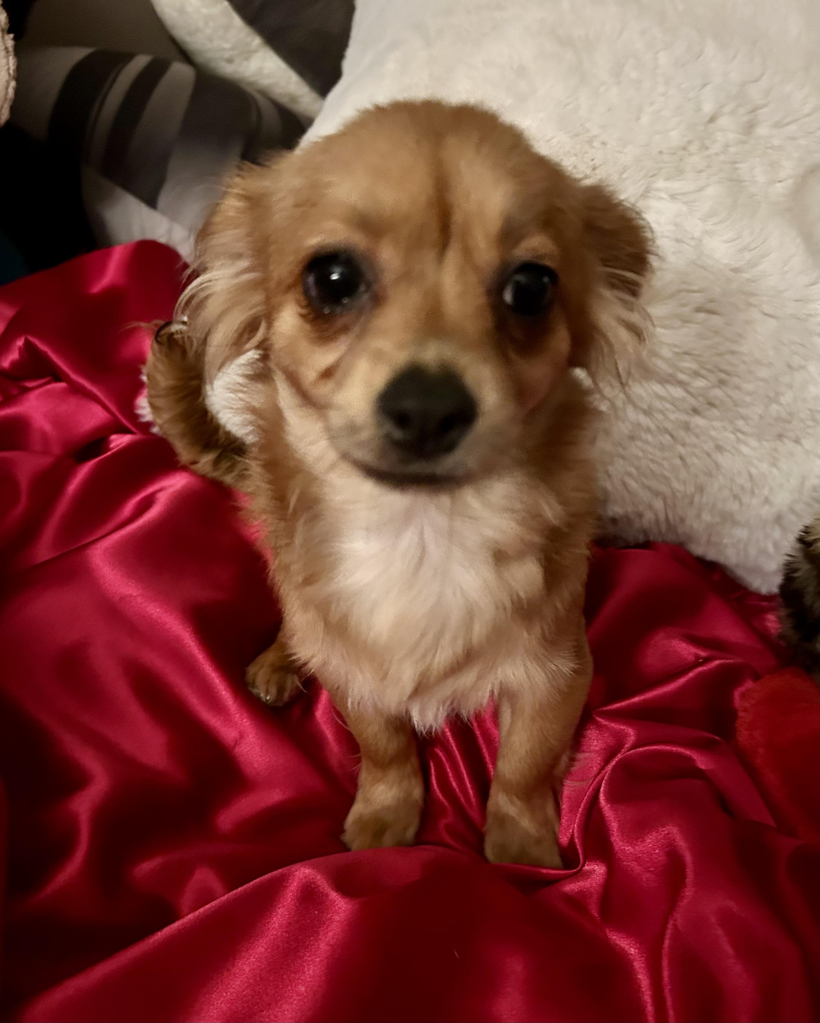 Fiona, a Adoptable mixed breed in North Hollywood, CA image 2/5