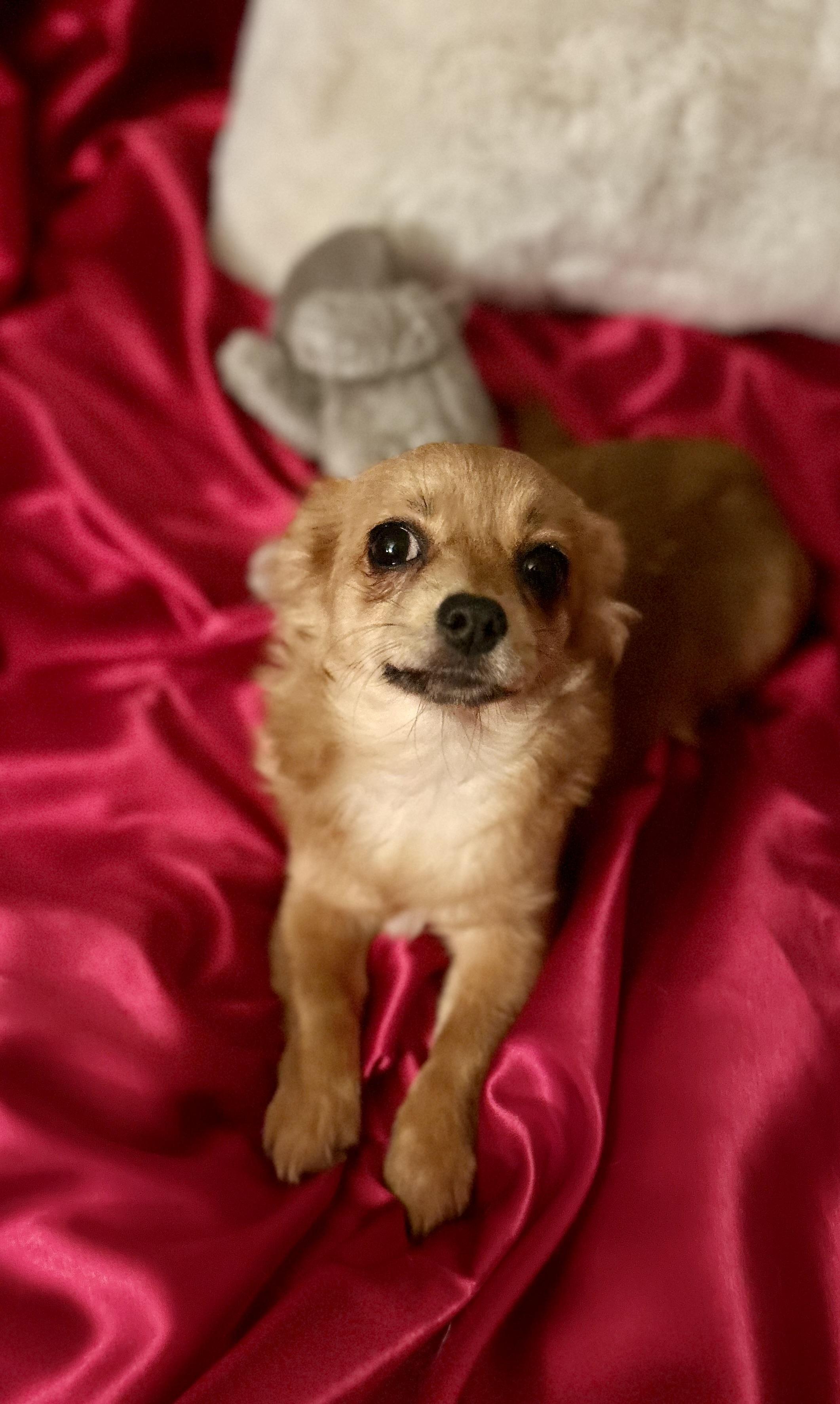 Fiona, a Adoptable mixed breed in North Hollywood, CA image 3/5