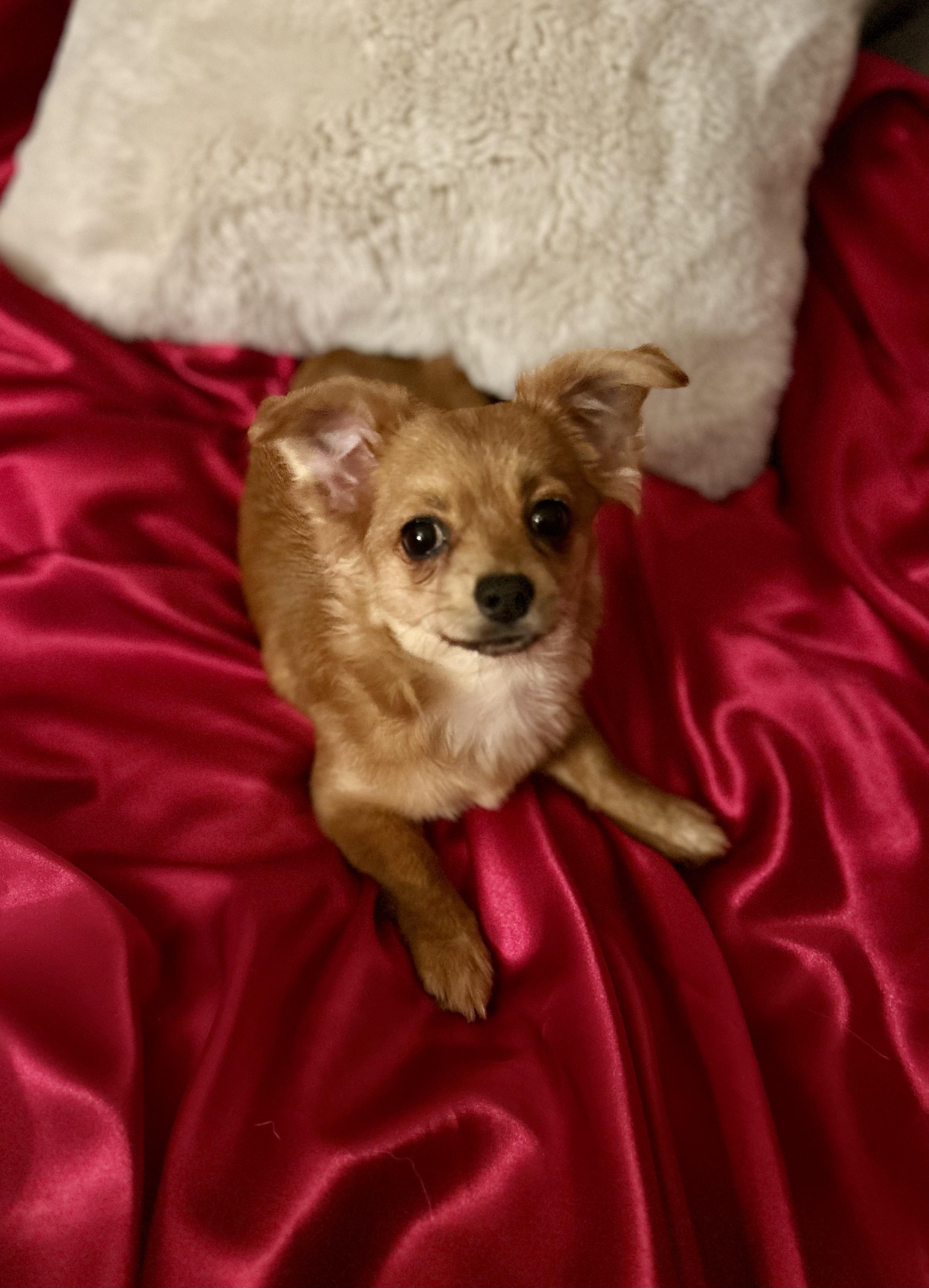 Fiona, a Adoptable mixed breed in North Hollywood, CA image 1/5