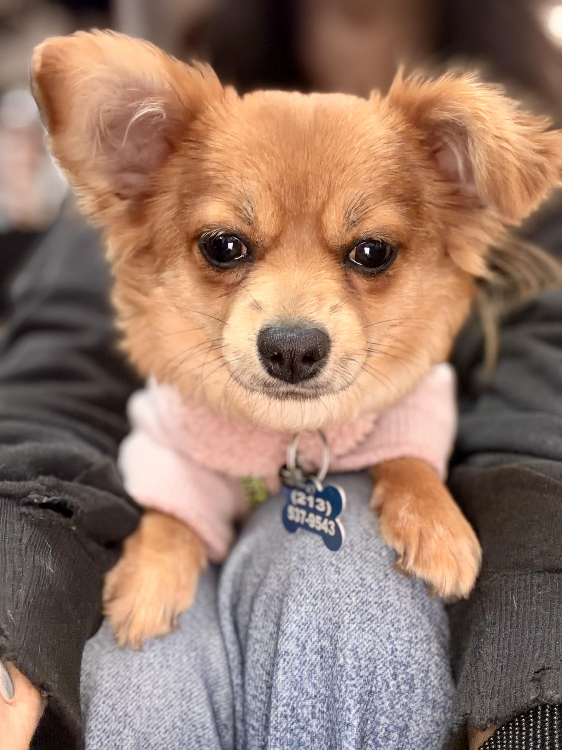 Fiona, Adoptable, Puppy Female Pomeranian & Chihuahua.