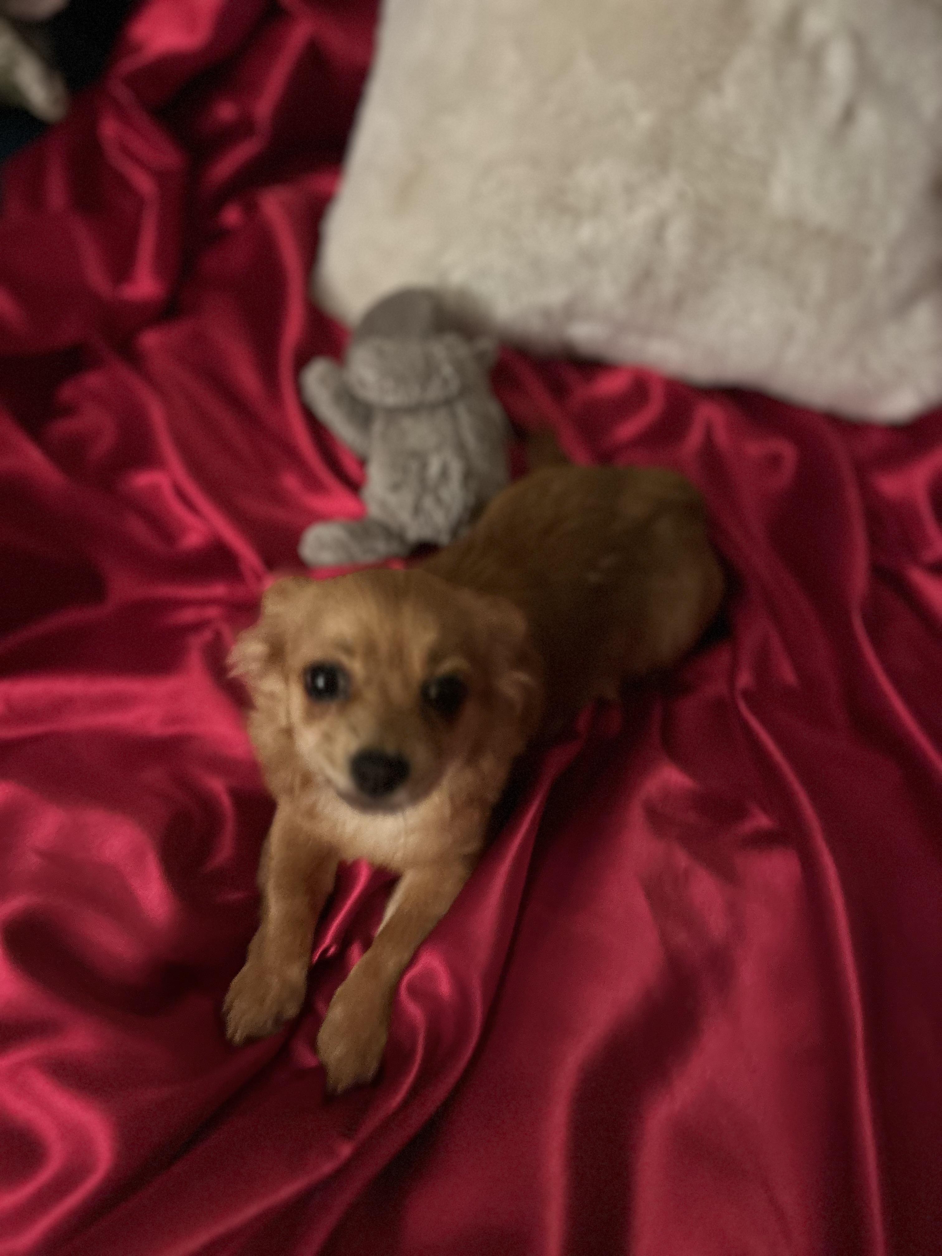 Fiona, a Adoptable mixed breed in North Hollywood, CA image 4/5