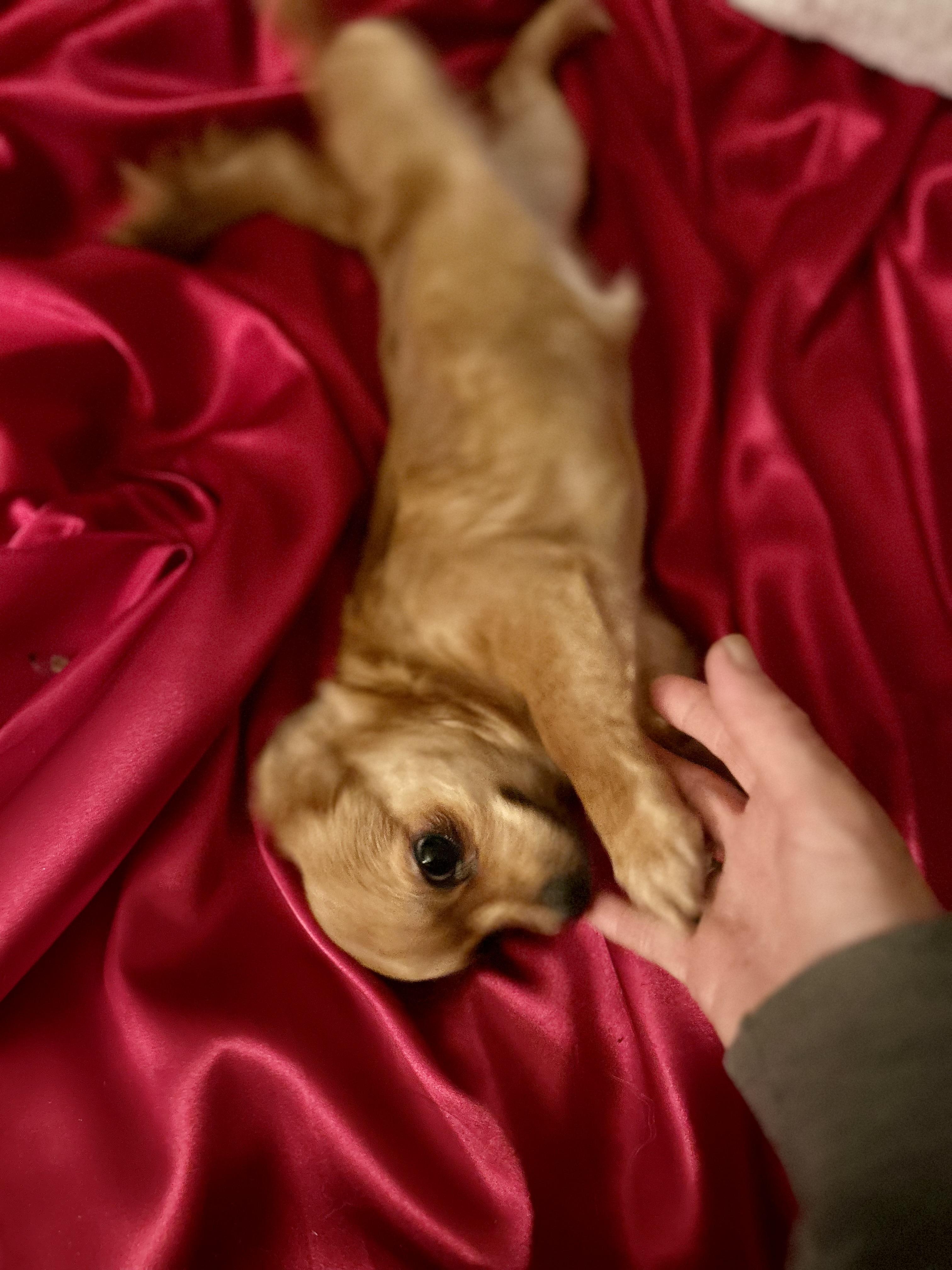 Fiona, a Adoptable mixed breed in North Hollywood, CA image 5/5