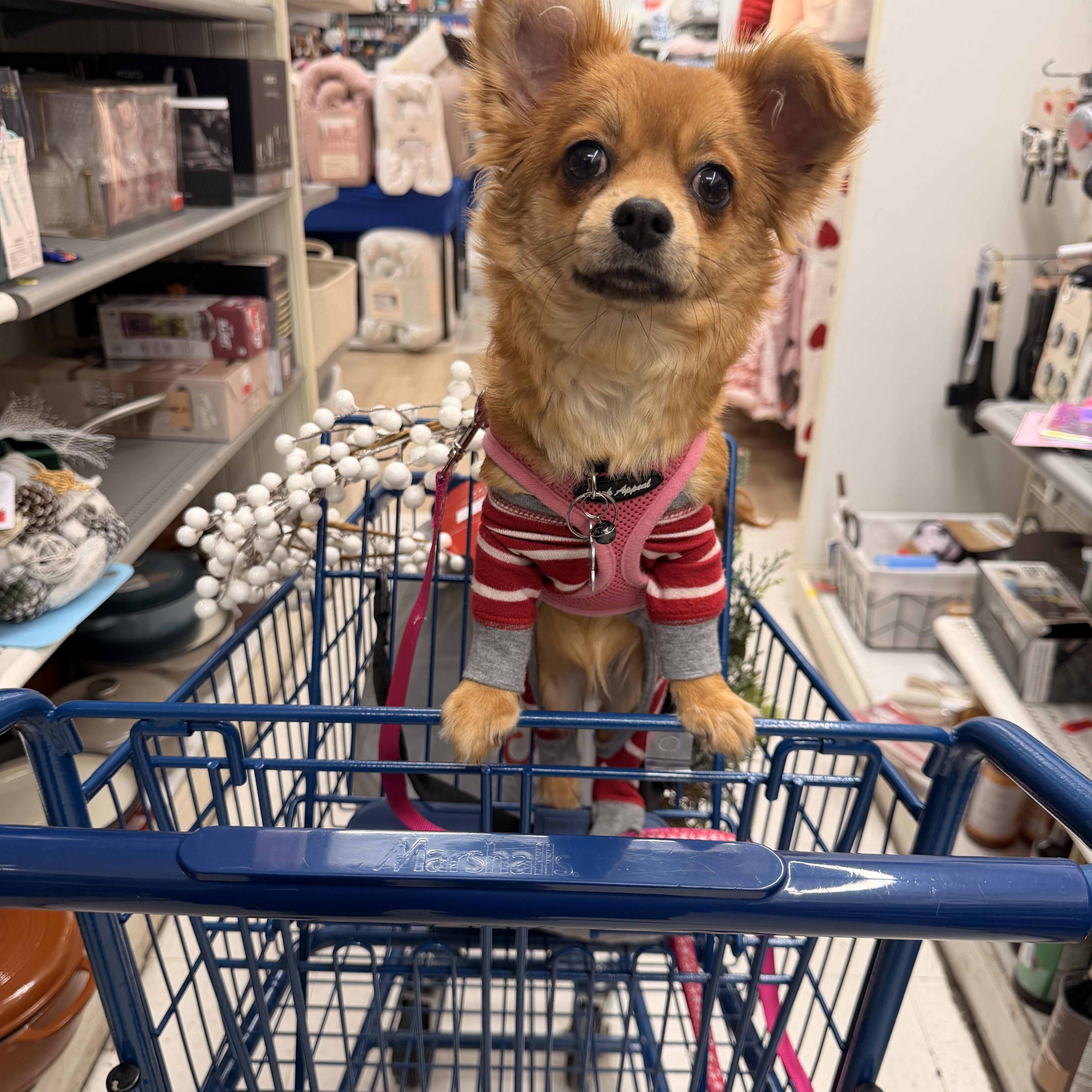 Enlarge Fiona, a Adoptable mixed breed in North Hollywood, CA image 4/6