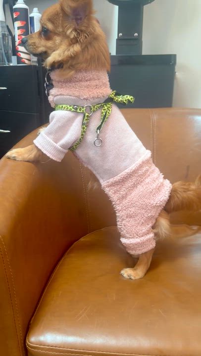 Enlarge Fiona, a Adoptable mixed breed in North Hollywood, CA video 6/6