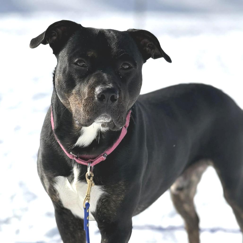 Cicada, Adoptable, Adult Male Mixed Breed.