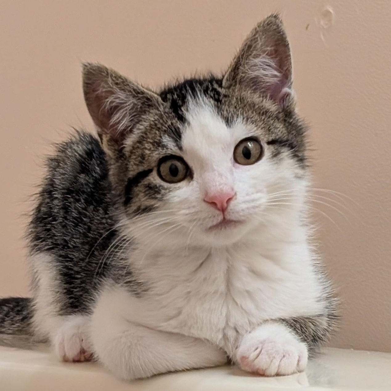 Enlarge Maddie & Leo, an adopted mixed breed in Hyattsville, MD image 5/6