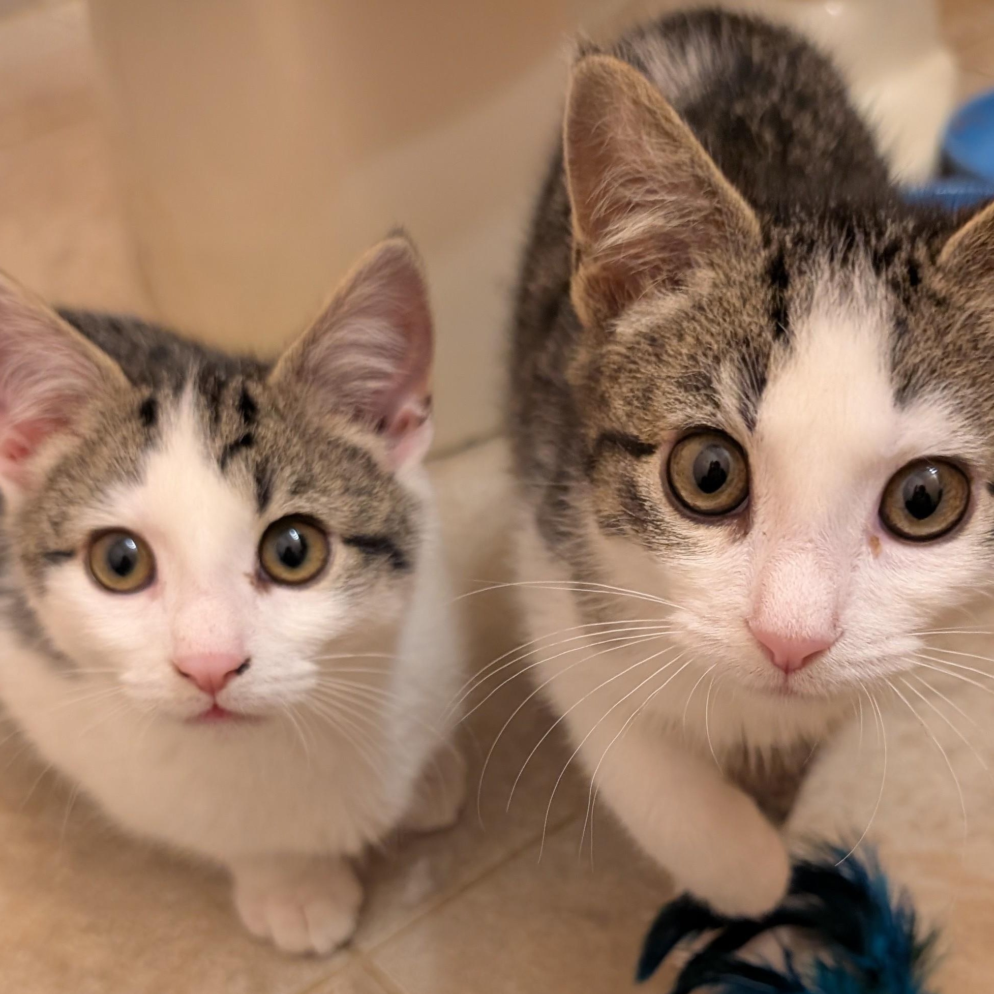 Enlarge Maddie & Leo, an adopted mixed breed in Hyattsville, MD image 2/6