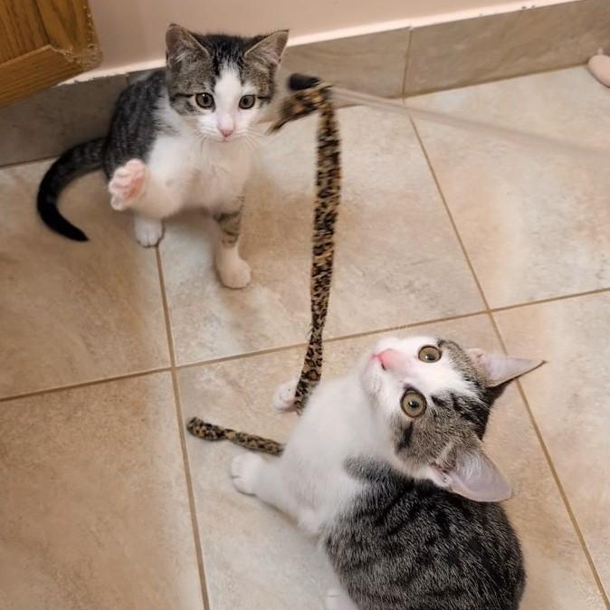 Enlarge Maddie & Leo, an adopted mixed breed in Hyattsville, MD image 3/6