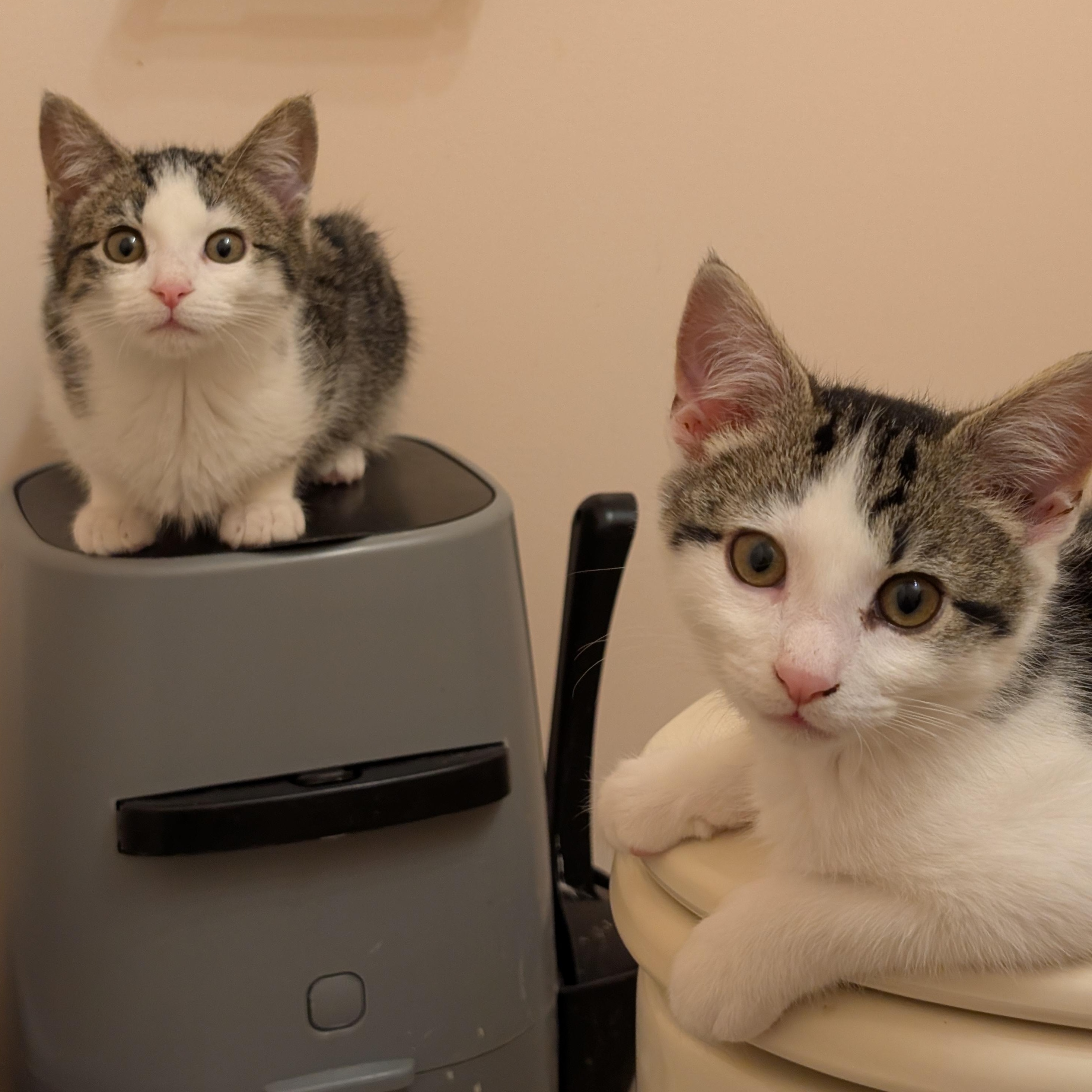 Enlarge Maddie & Leo, an adopted mixed breed in Hyattsville, MD image 1/6