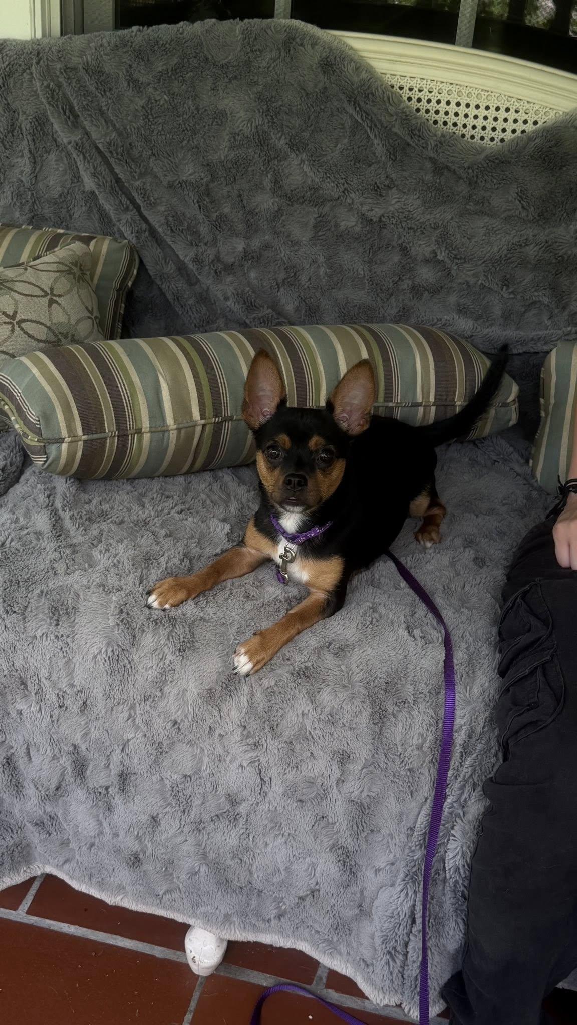 Mocha, an adopted Chihuahua in Knoxville, TN image 3/4