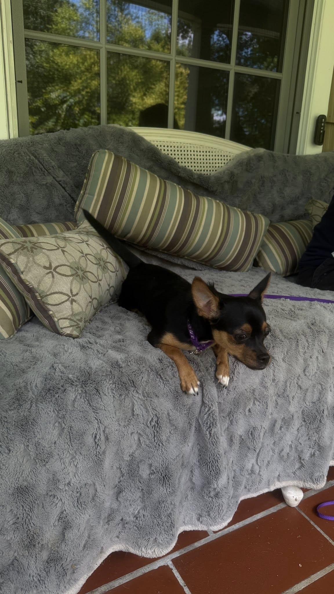Mocha, an adopted Chihuahua in Knoxville, TN image 2/4