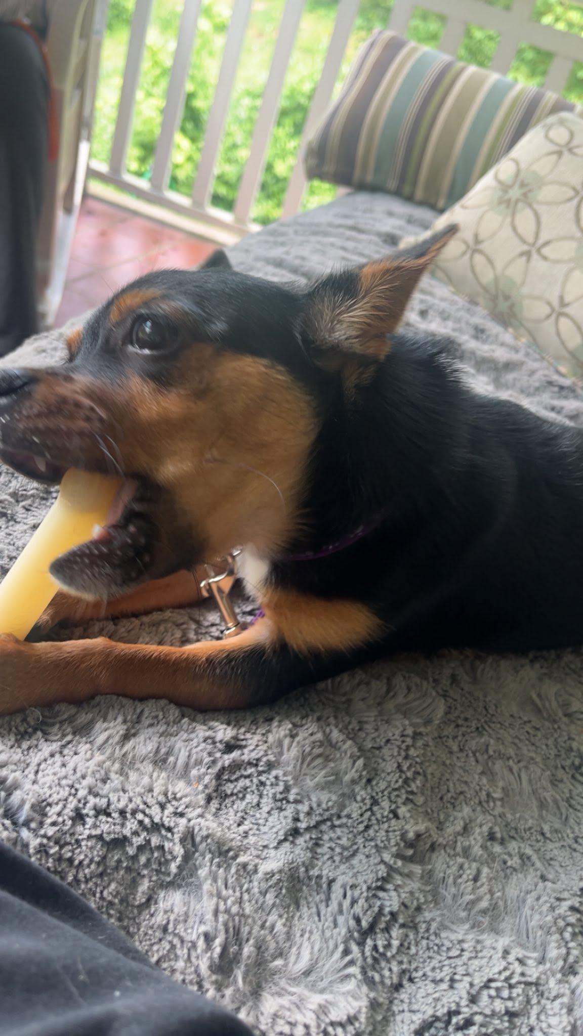 Mocha, an adopted Chihuahua in Knoxville, TN image 4/4