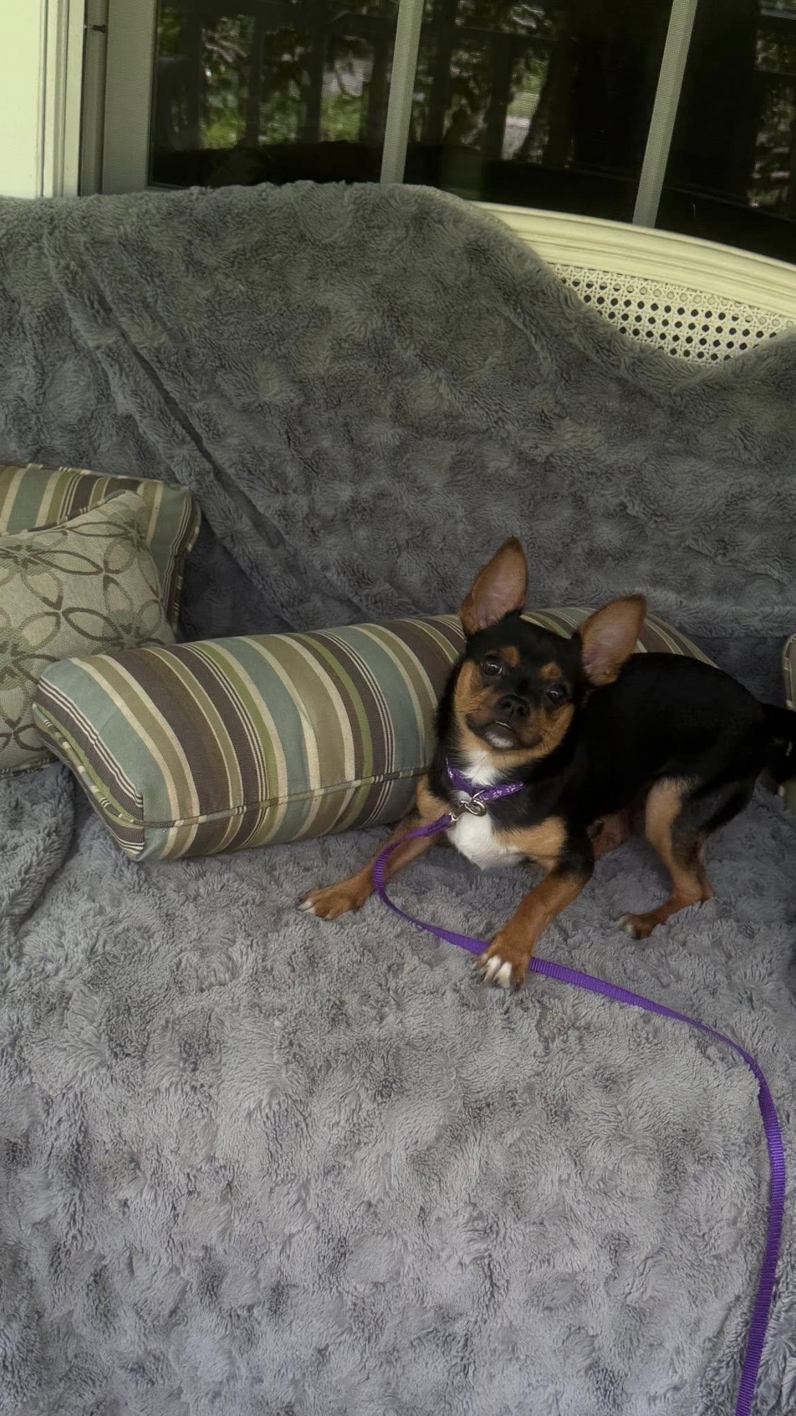 Mocha, adopted, Puppy Female Chihuahua.