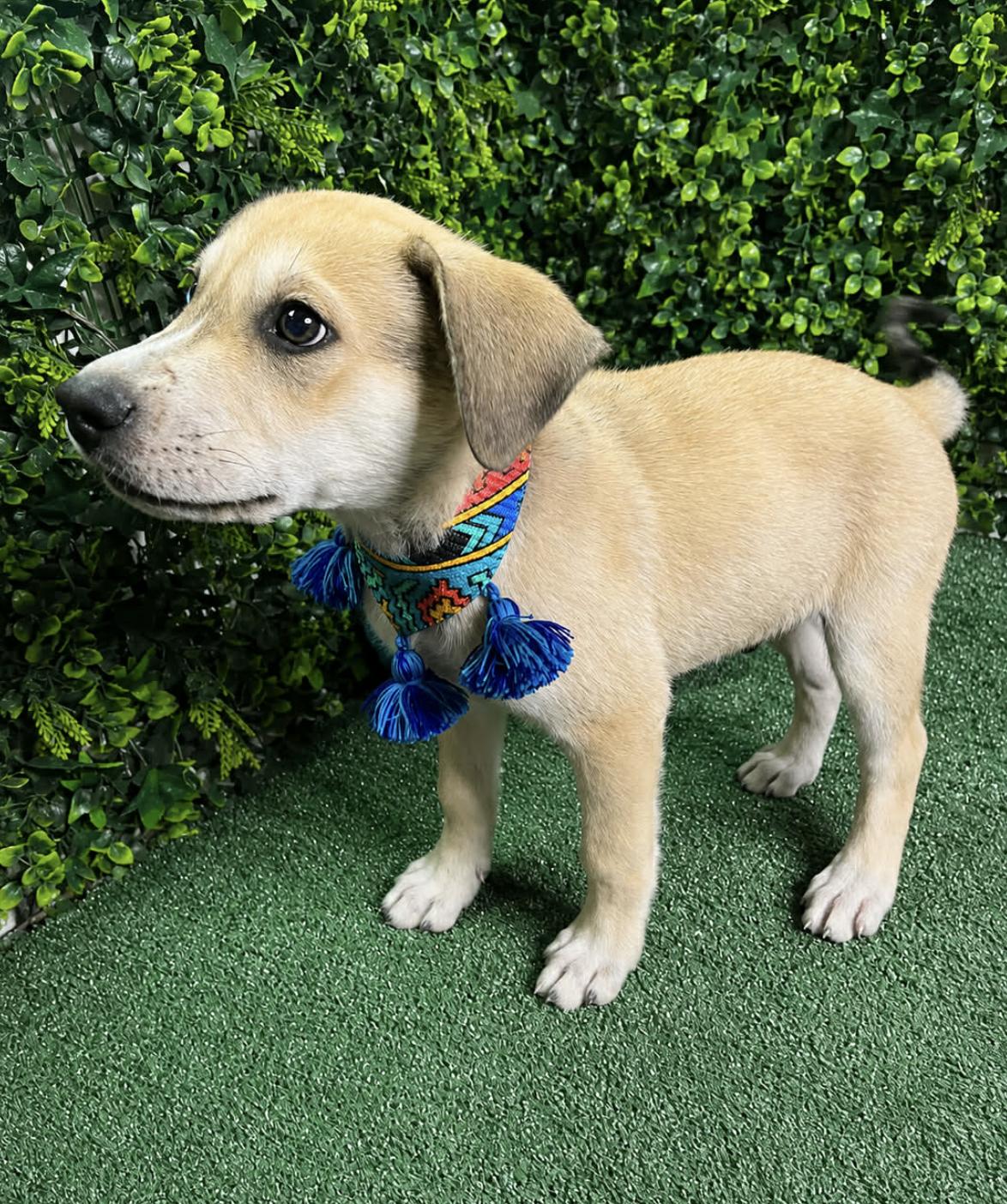Simba Jr, a Adoptable mixed breed in Rochester, NY image 4/5