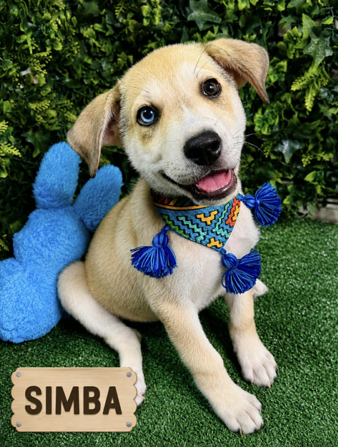 Simba Jr — adoptable dog near Rochester, NY