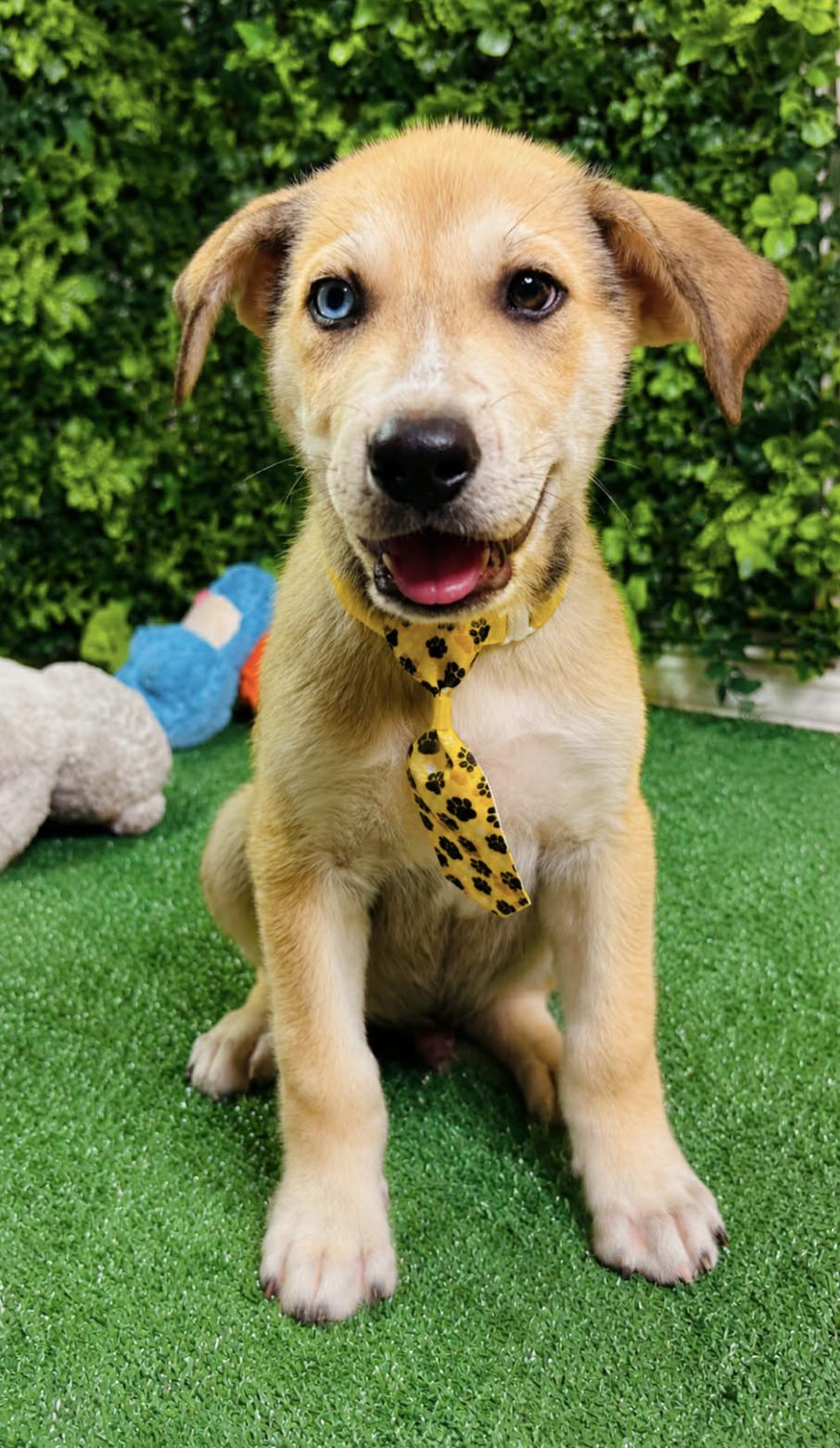 Simba Jr, a Adoptable mixed breed in Rochester, NY image 2/5