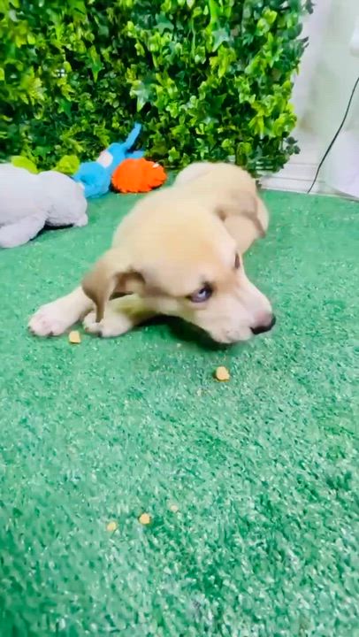 Enlarge Simba Jr, a Adoptable mixed breed in Rochester, NY video 5/5