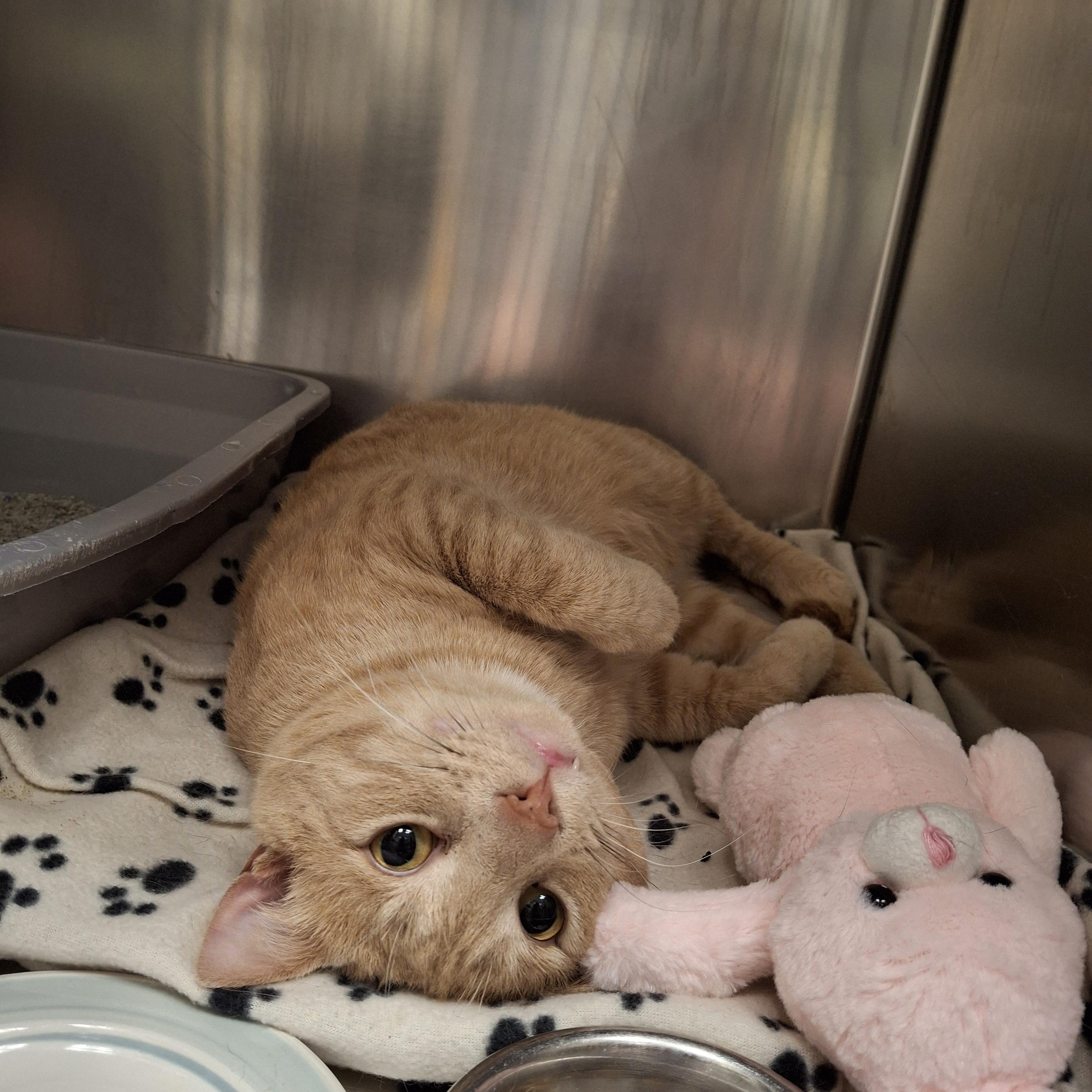 Buddy, Adult Male Domestic Short Hair