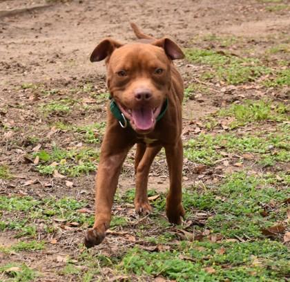 Caramel, ADOPTABLE, Adult Male Pit Bull Terrier & American Staffordshire Terrier.