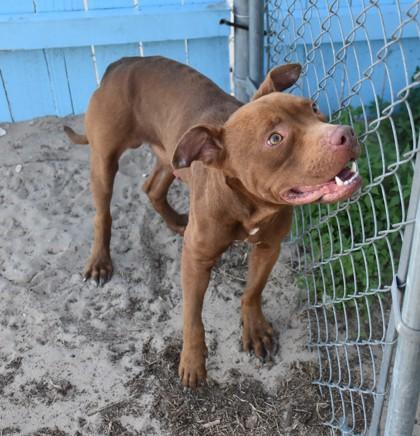 Caramel, a ADOPTABLE mixed breed in Inverness, FL image 2/2