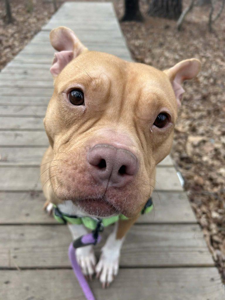 Enlarge Mabel, a Adoptable Mixed Breed in Durham, NC image 1/3