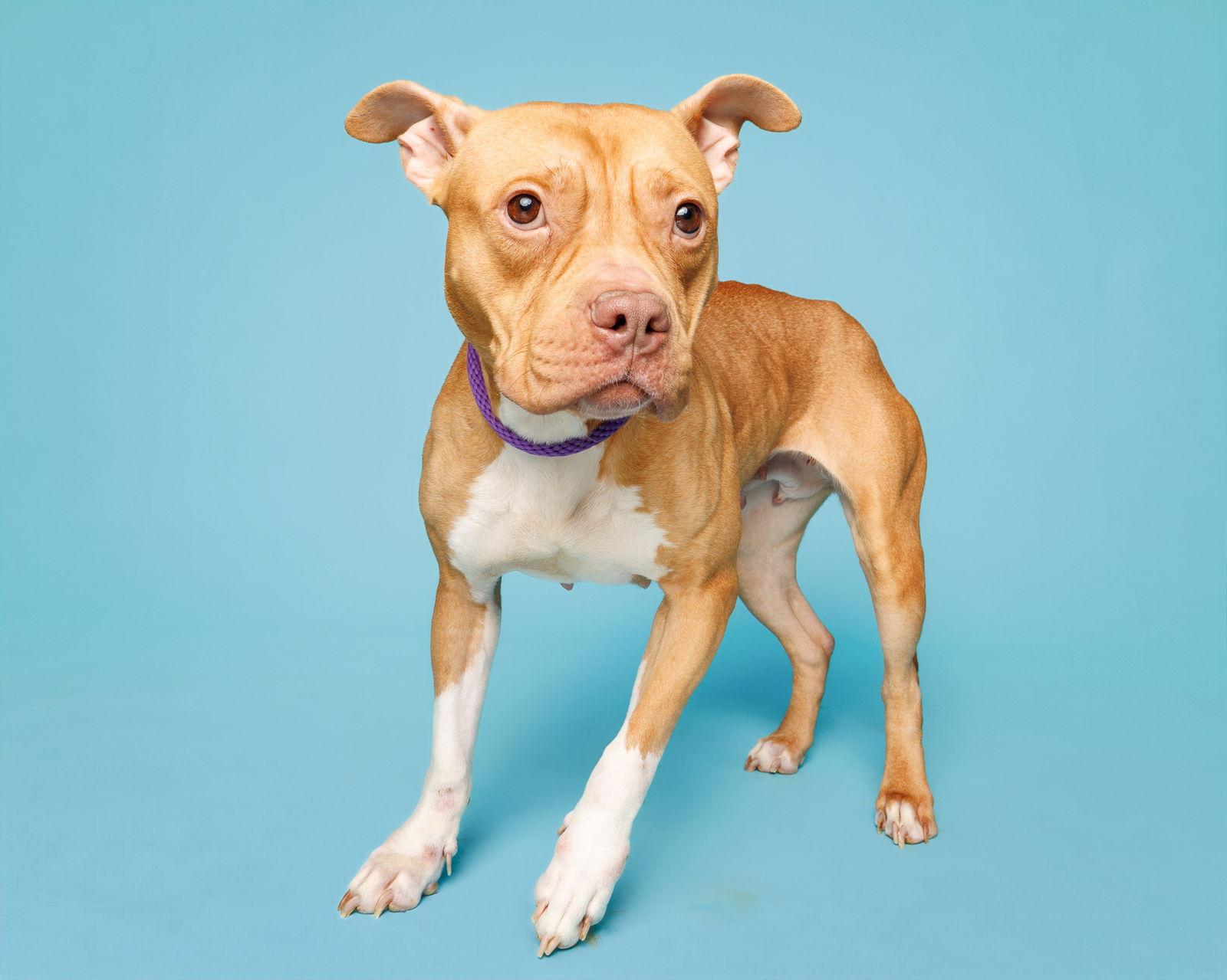 Enlarge Mabel, a Adoptable Mixed Breed in Durham, NC image 2/3