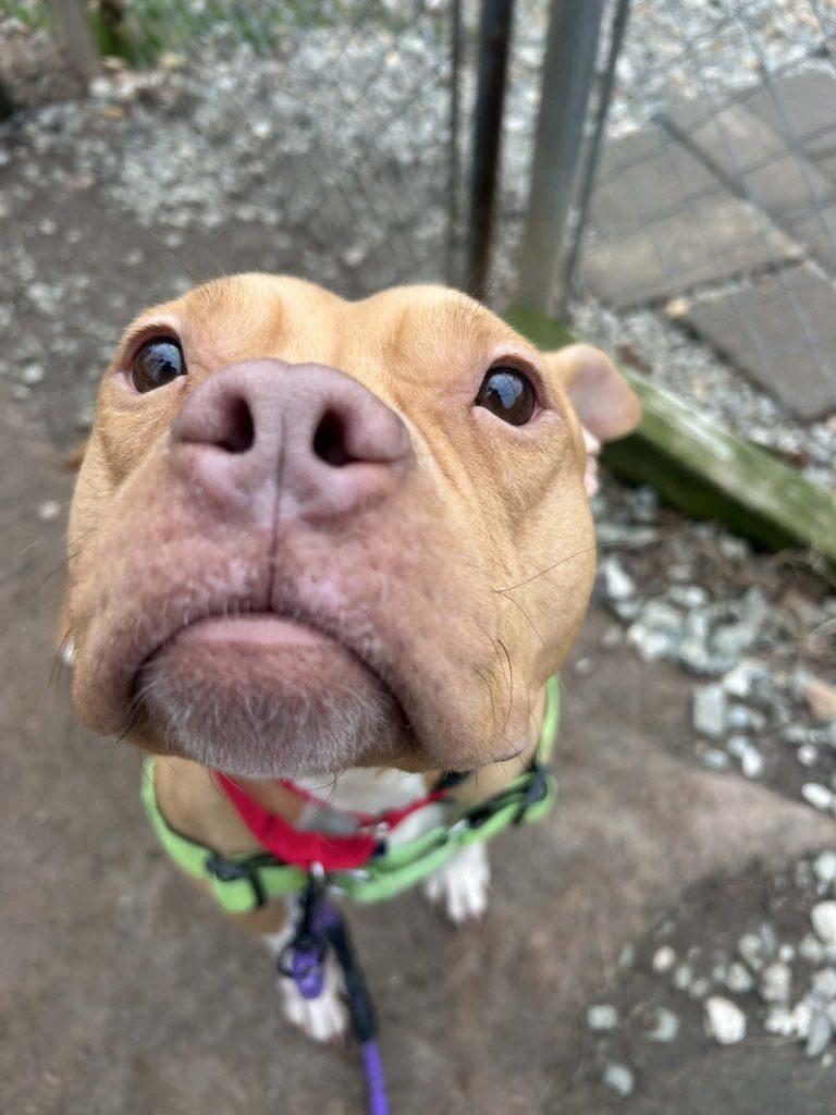 Enlarge Mabel, a Adoptable Mixed Breed in Durham, NC image 3/3