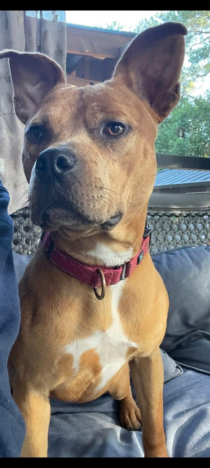 Sunflower, Adoptable, Young Female Mixed Breed.