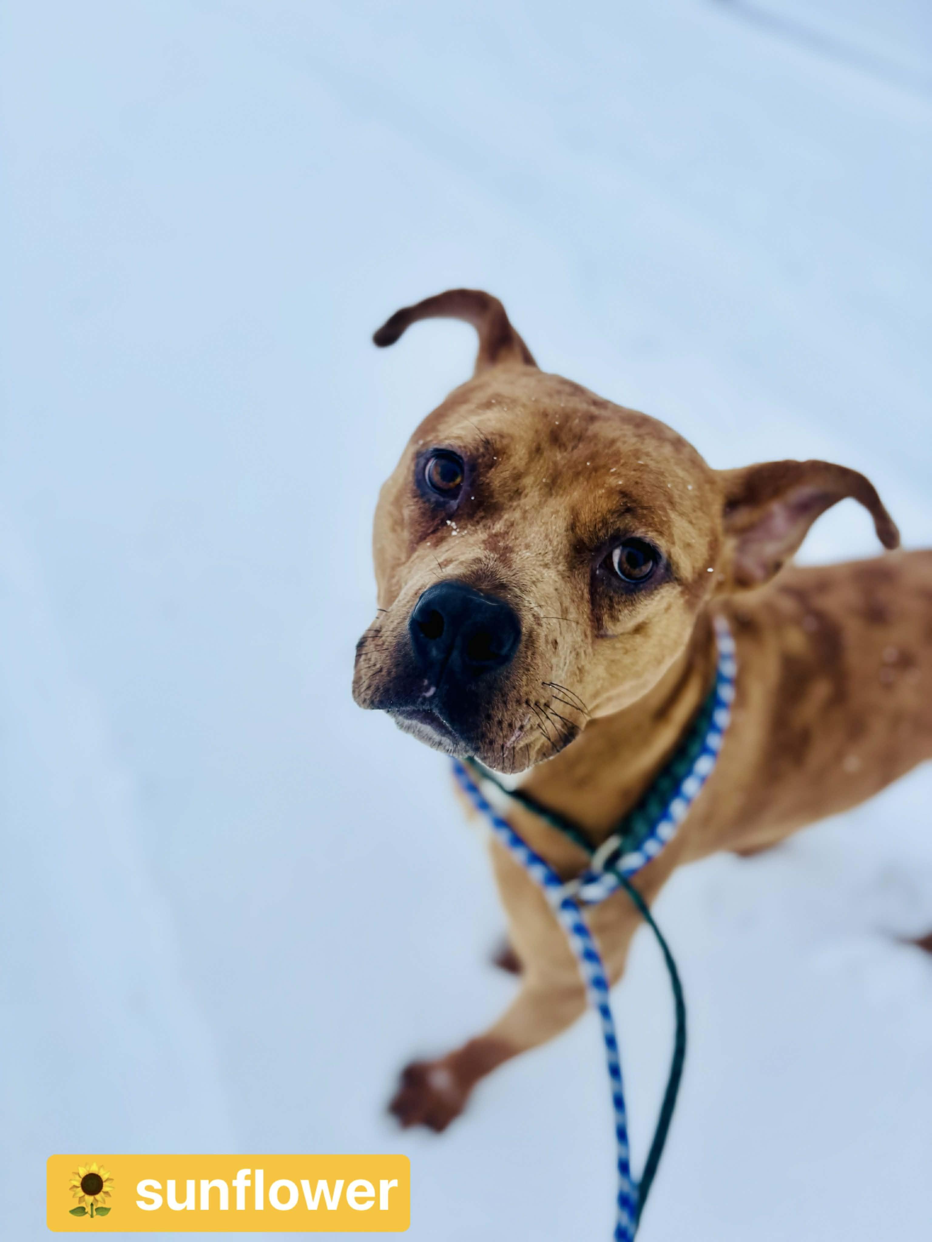 Enlarge Sunflower, a Adoptable mixed breed in Vaudreuil-Dorion, QC image 5/5
