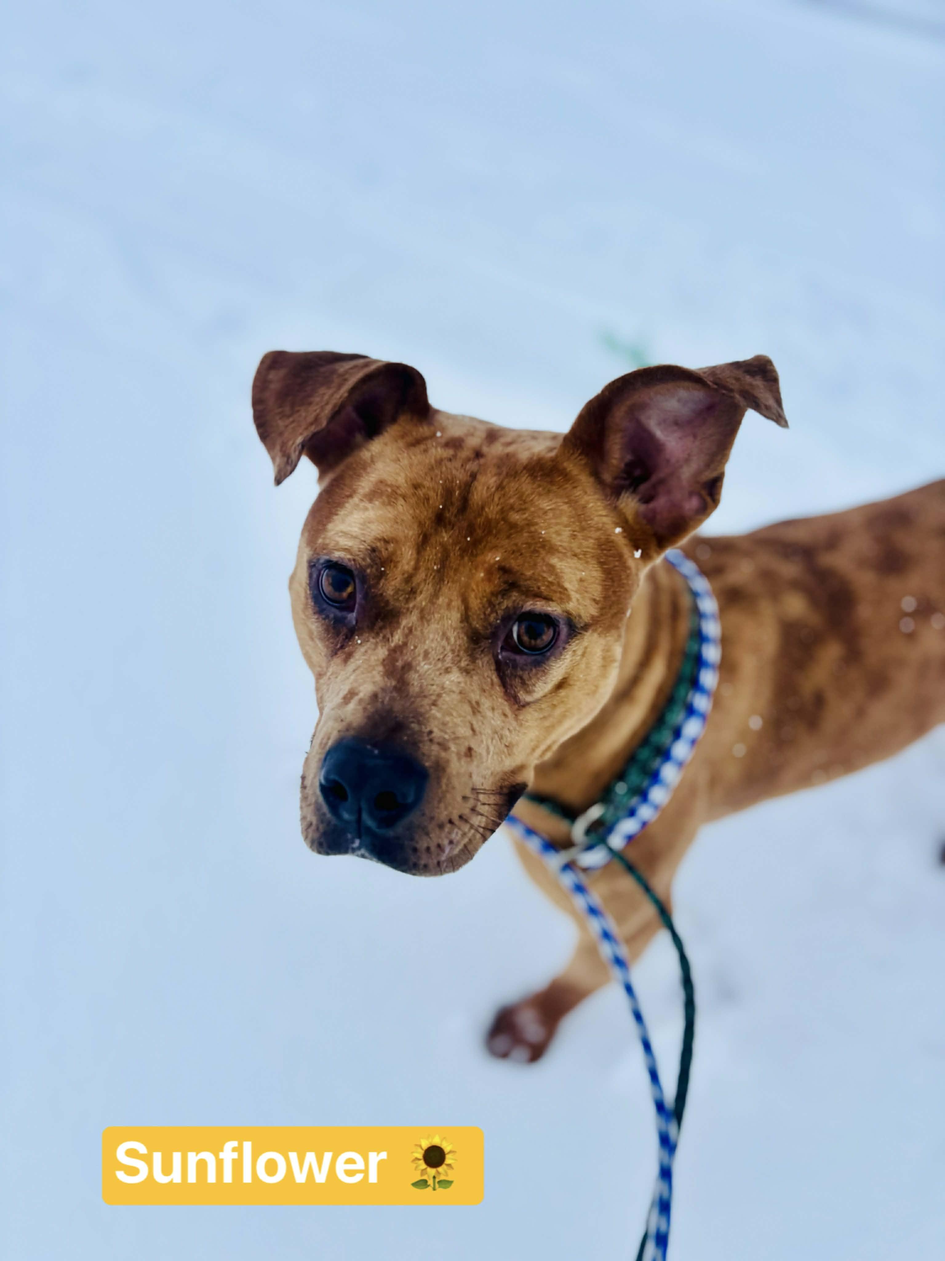 Enlarge Sunflower, a Adoptable mixed breed in Vaudreuil-Dorion, QC image 3/5