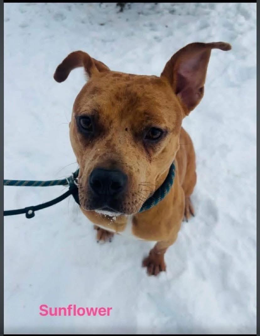 Enlarge Sunflower, a Adoptable mixed breed in Vaudreuil-Dorion, QC image 2/5