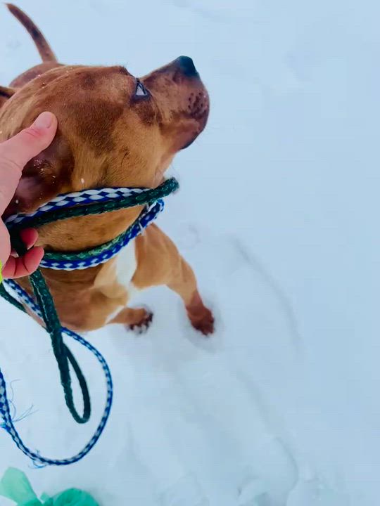 Enlarge Sunflower, a Adoptable mixed breed in Vaudreuil-Dorion, QC video 4/5