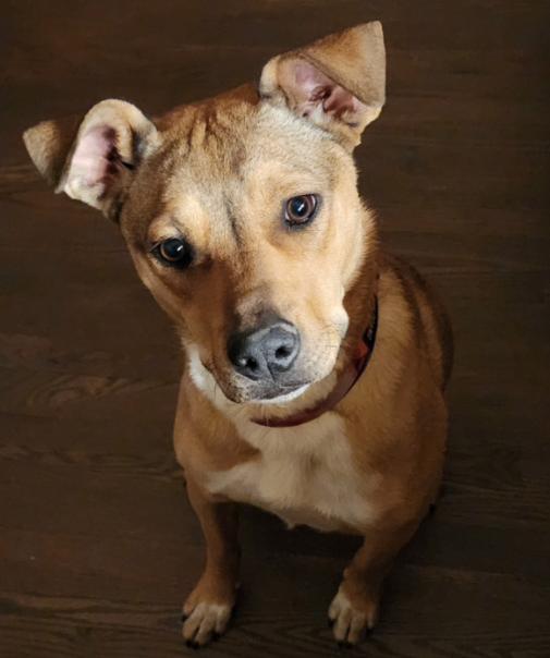 Enlarge Lizzie, a Adoptable mixed breed in Evergreen, CO image 1/3