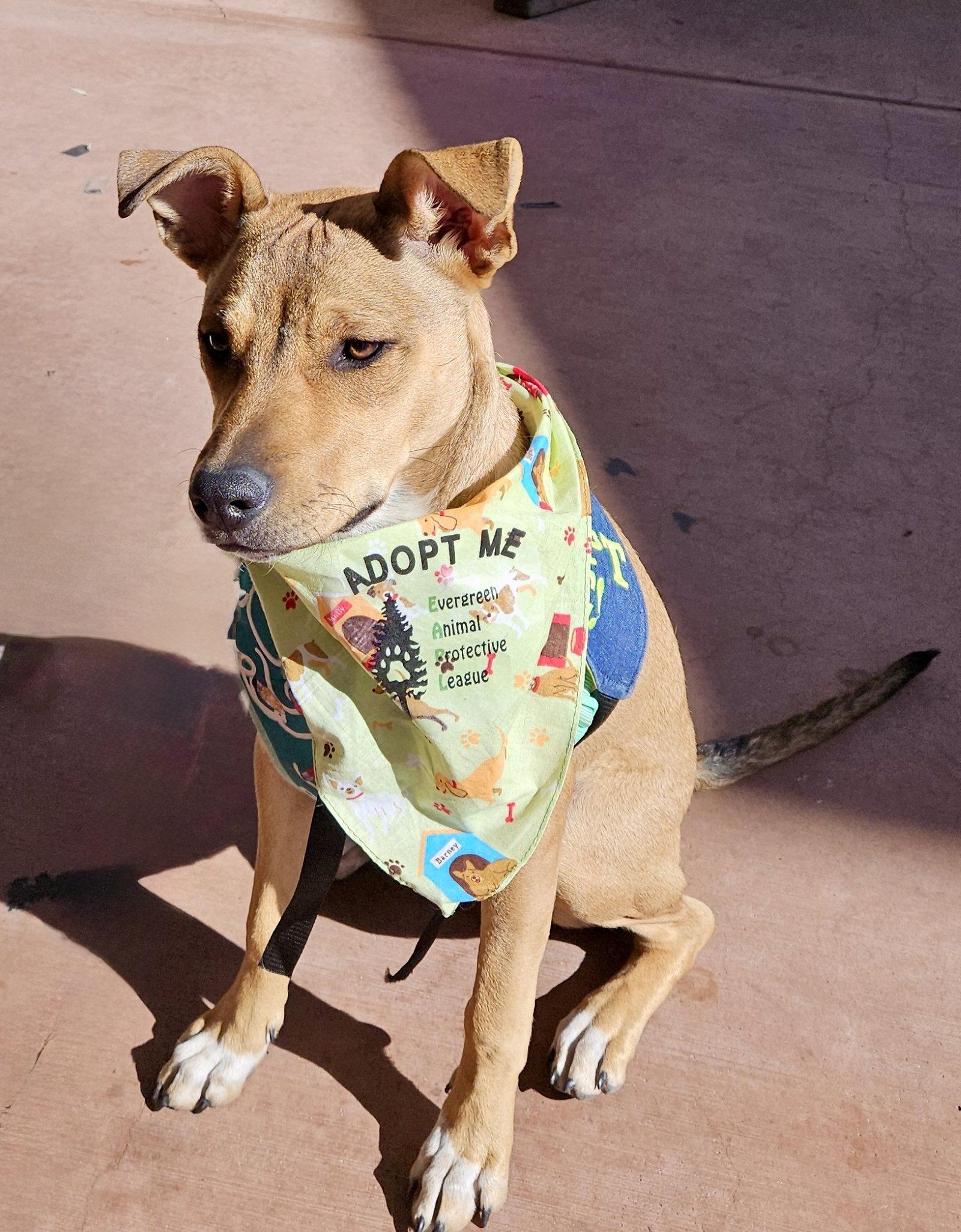 Enlarge Lizzie, a Adoptable mixed breed in Evergreen, CO image 2/3