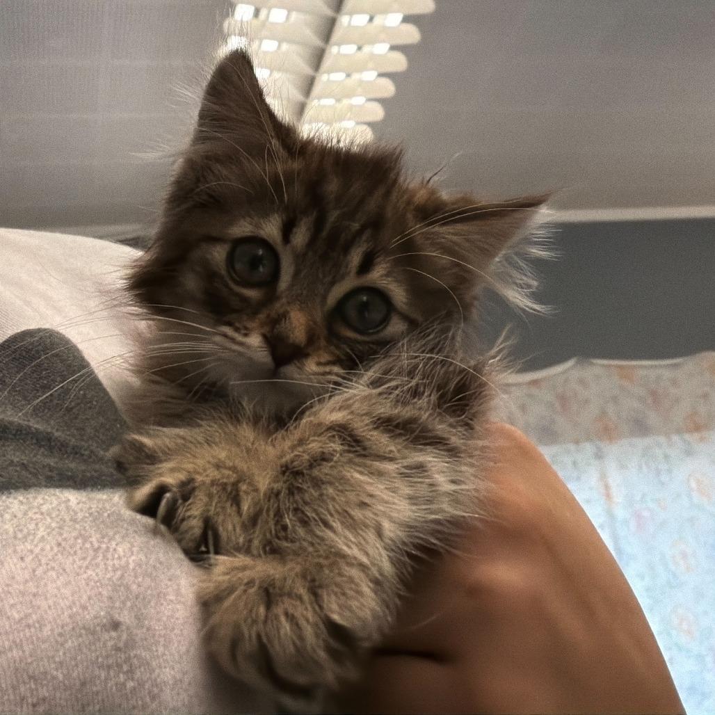Enlarge Frick, a Adoptable Domestic Long Hair in Oak Hill, WV image 1/1