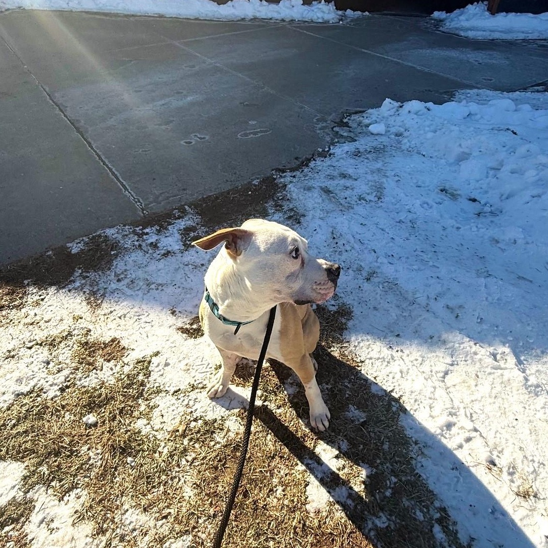 Enlarge Frank, a ADOPTABLE Mixed Breed in Brookhaven, NY image 3/6
