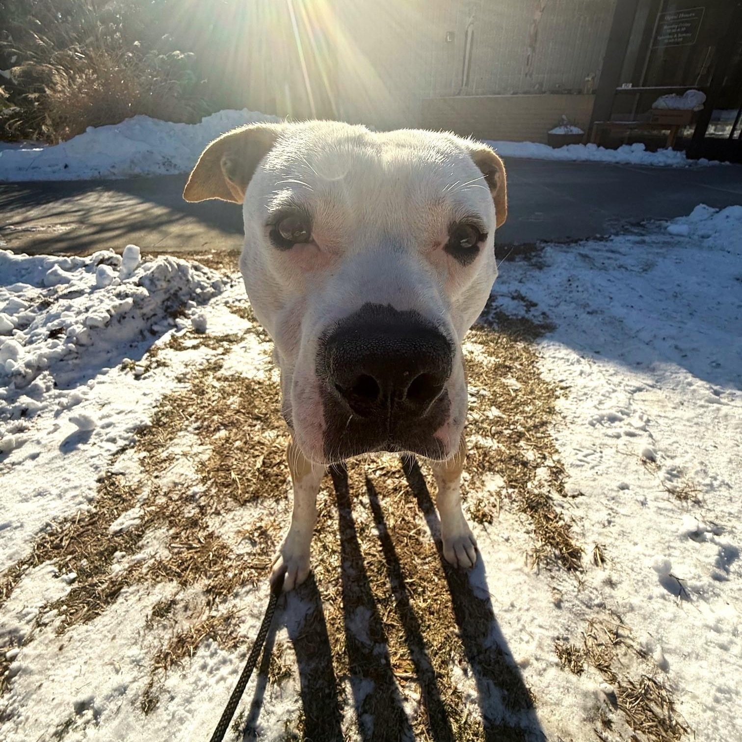 Enlarge Frank, a ADOPTABLE Mixed Breed in Brookhaven, NY image 4/6