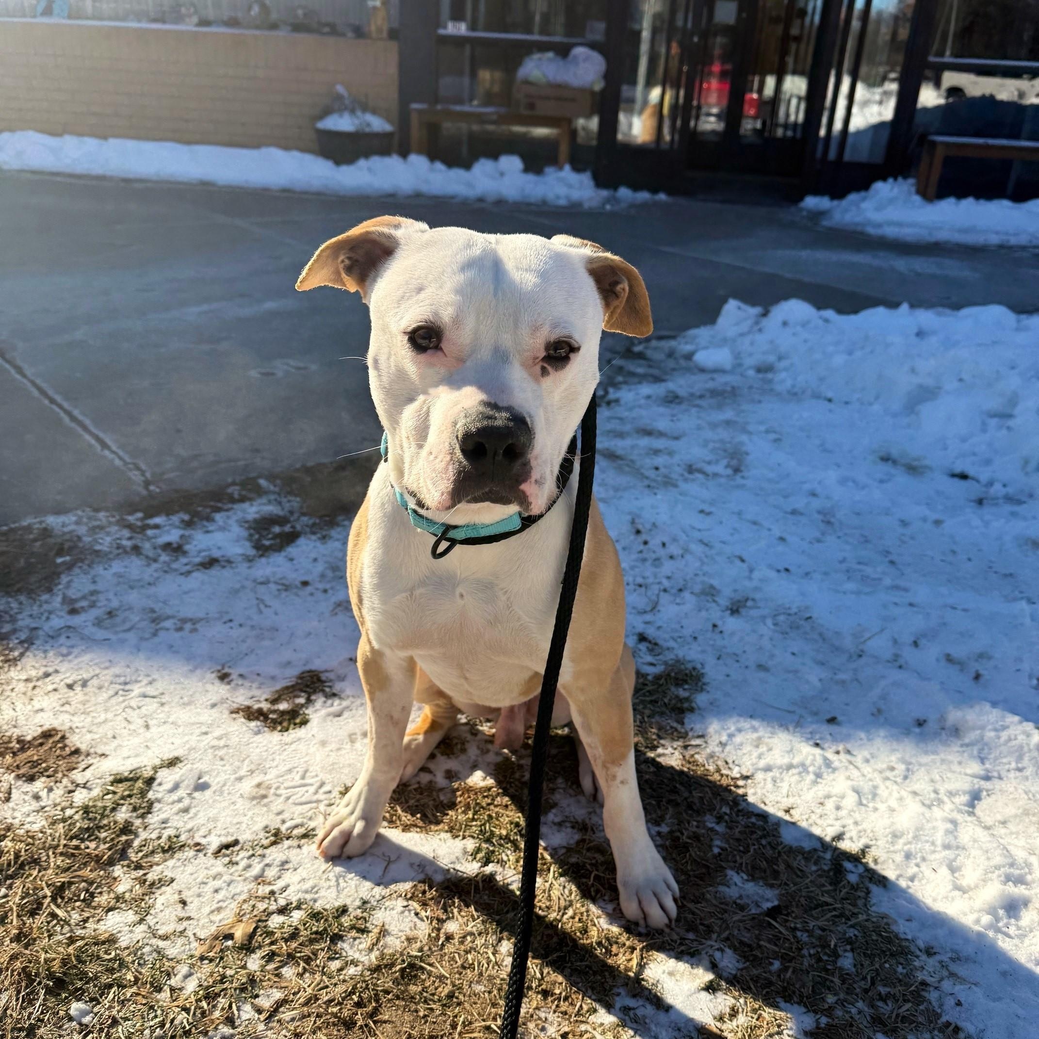 Enlarge Frank, a ADOPTABLE Mixed Breed in Brookhaven, NY image 1/6
