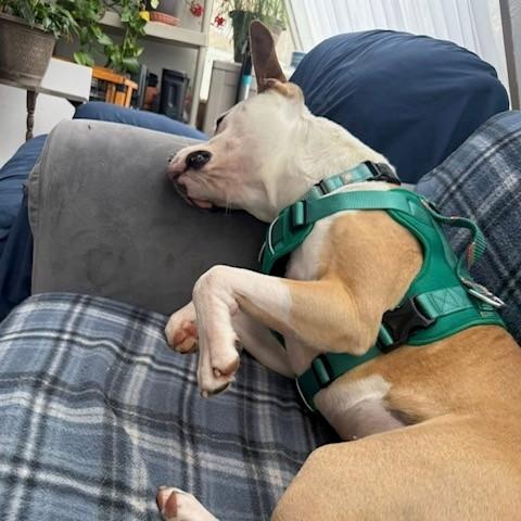 Enlarge Frank, a ADOPTABLE Mixed Breed in Brookhaven, NY image 5/6