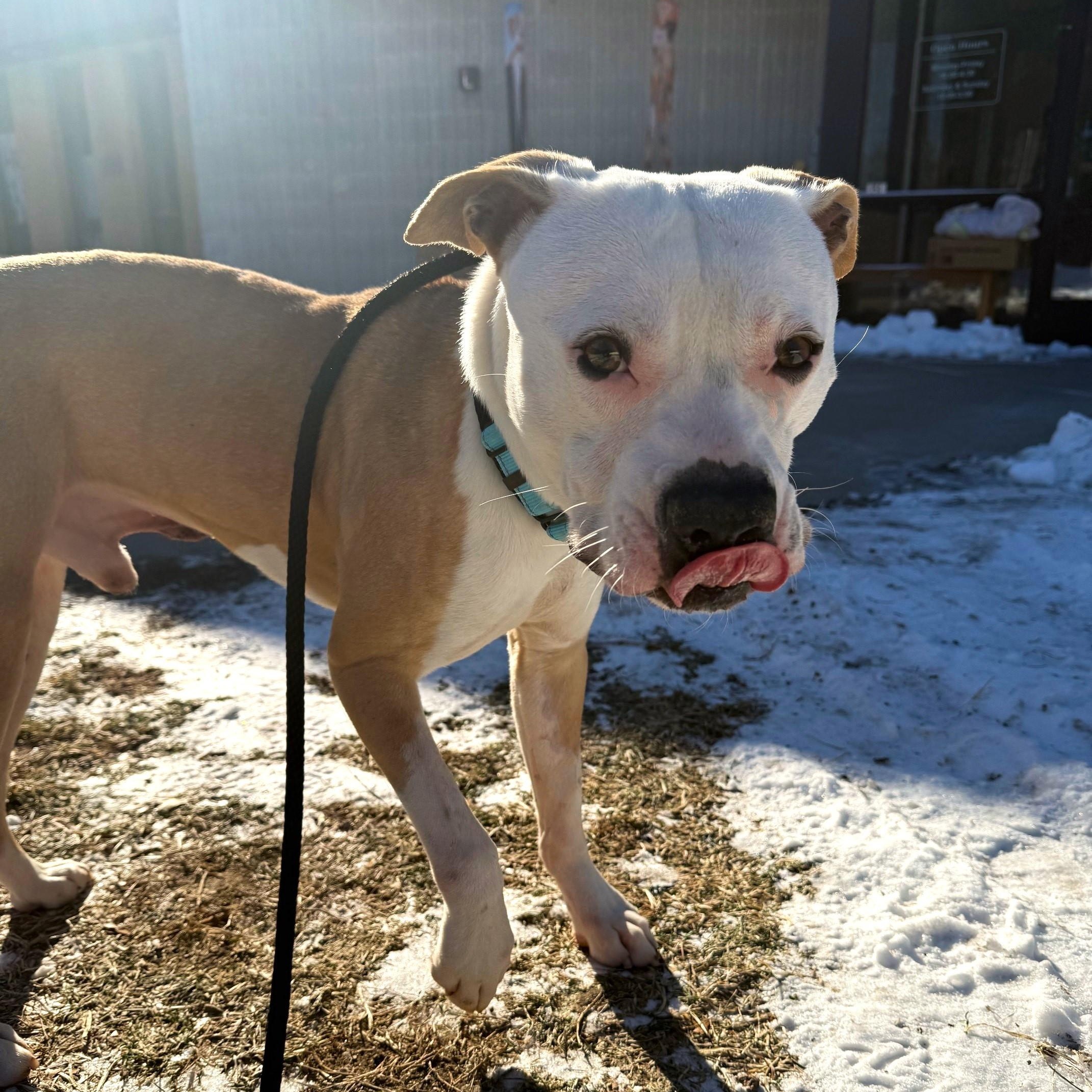 Enlarge Frank, a ADOPTABLE Mixed Breed in Brookhaven, NY image 6/6