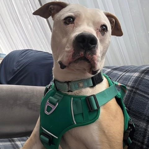 Enlarge Frank, a ADOPTABLE Mixed Breed in Brookhaven, NY image 2/6