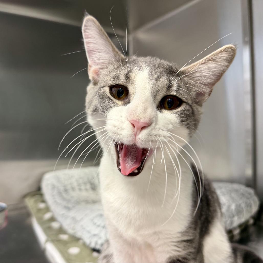 Enlarge Parsley, a Adoptable Domestic Short Hair in Scituate, MA image 1/4