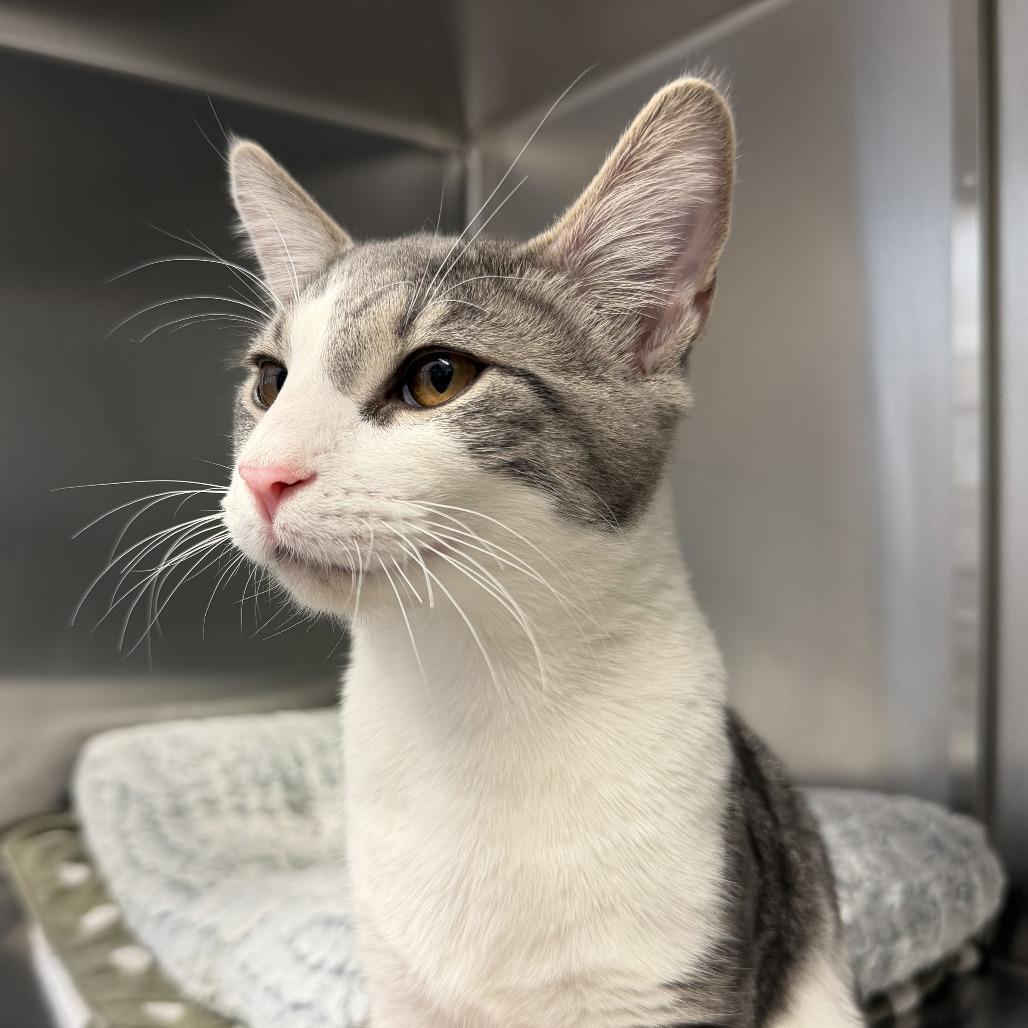Enlarge Parsley, a Adoptable Domestic Short Hair in Scituate, MA image 2/4