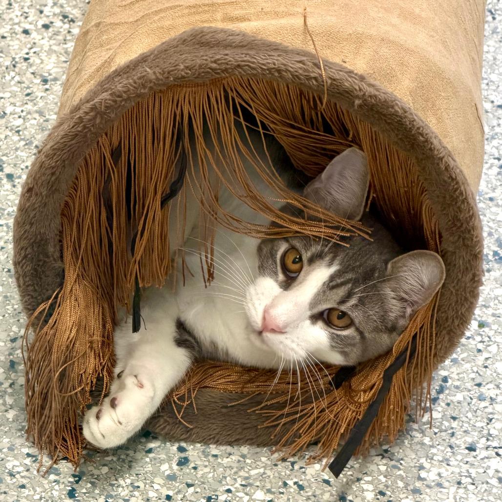 Enlarge Parsley, a Adoptable Domestic Short Hair in Scituate, MA image 3/4